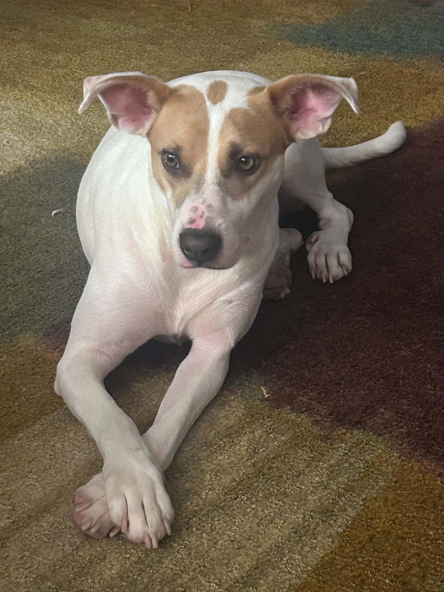Enlarge Beatrice, a Adoptable mixed breed in Grand Rapids, MI image 1/1