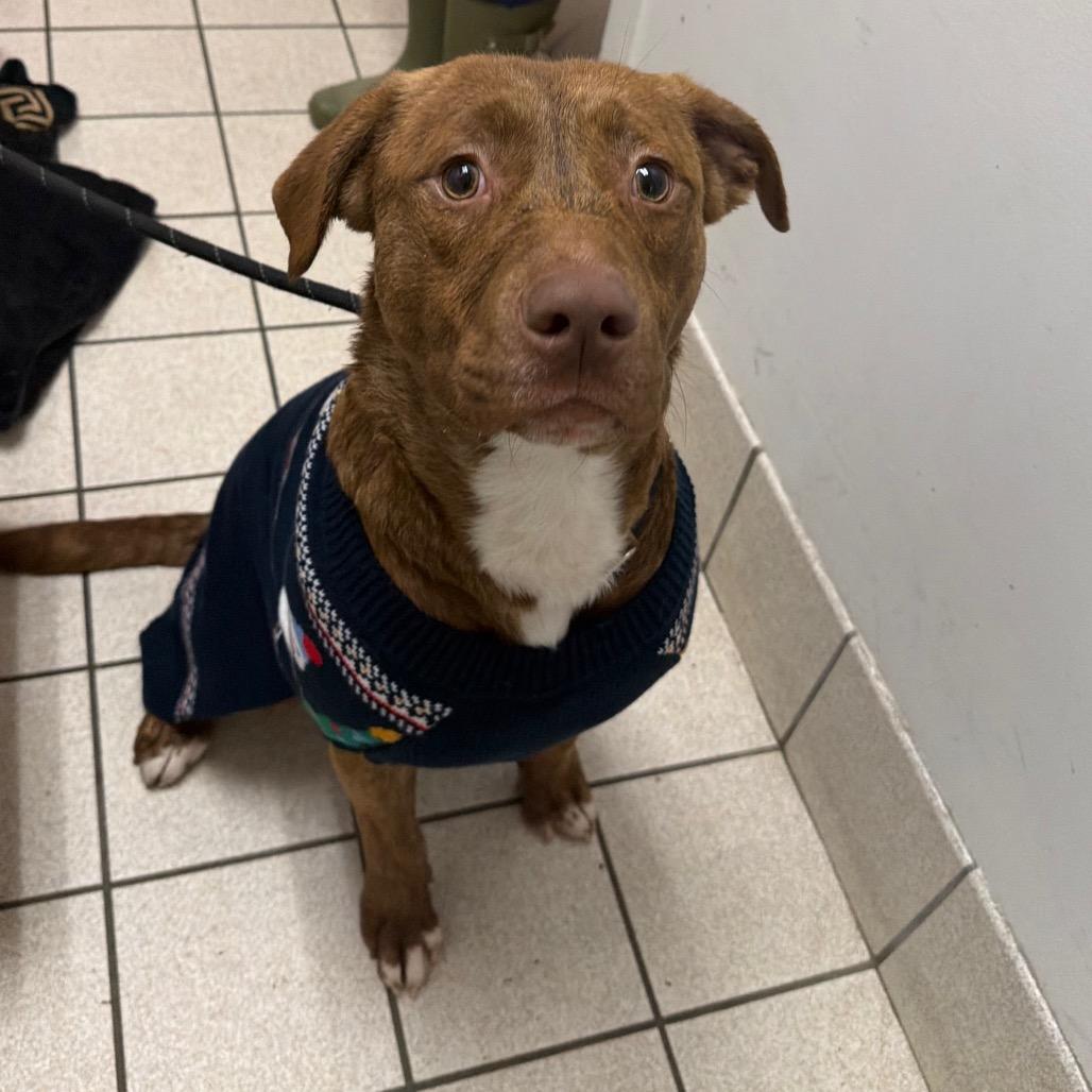 Batman, Adoptable, Young Male Mixed Breed.