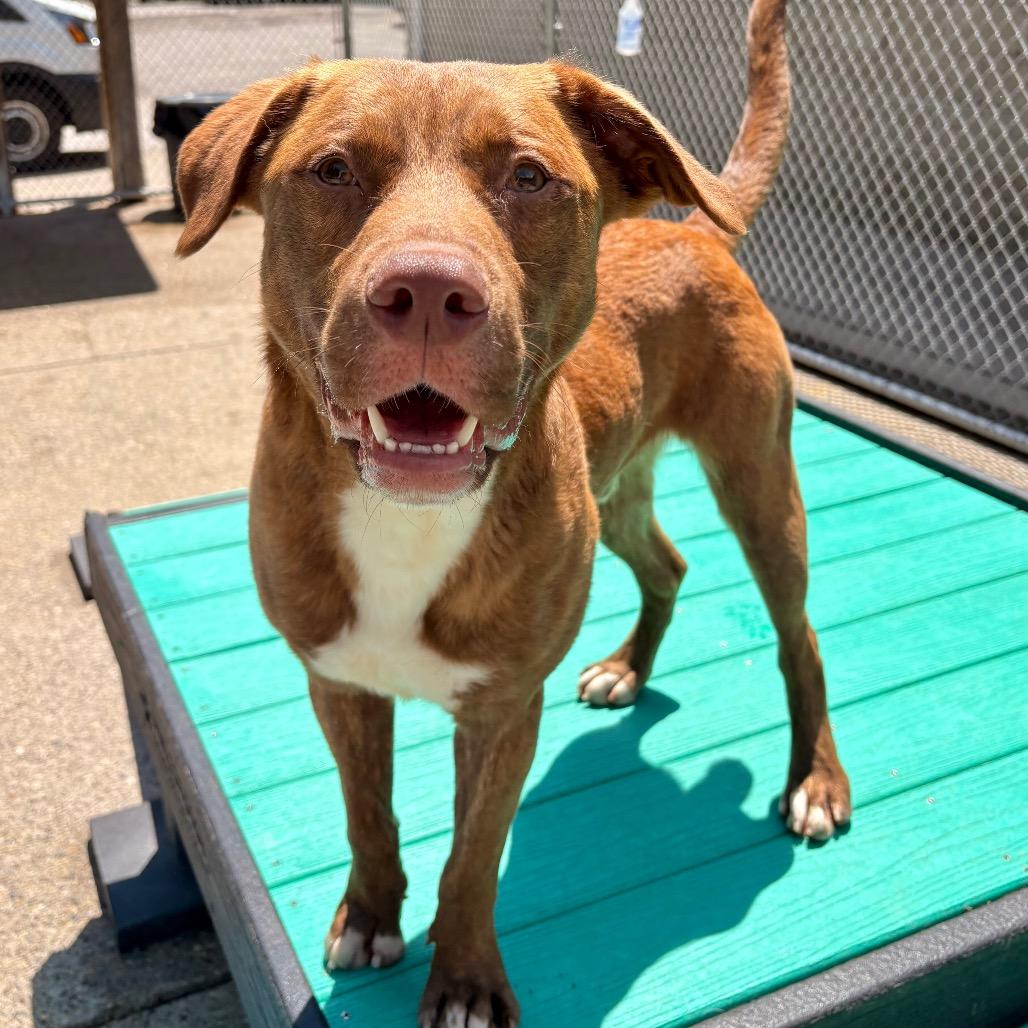 Enlarge Batman, a Adoptable Mixed Breed in Charleston, WV image 2/5