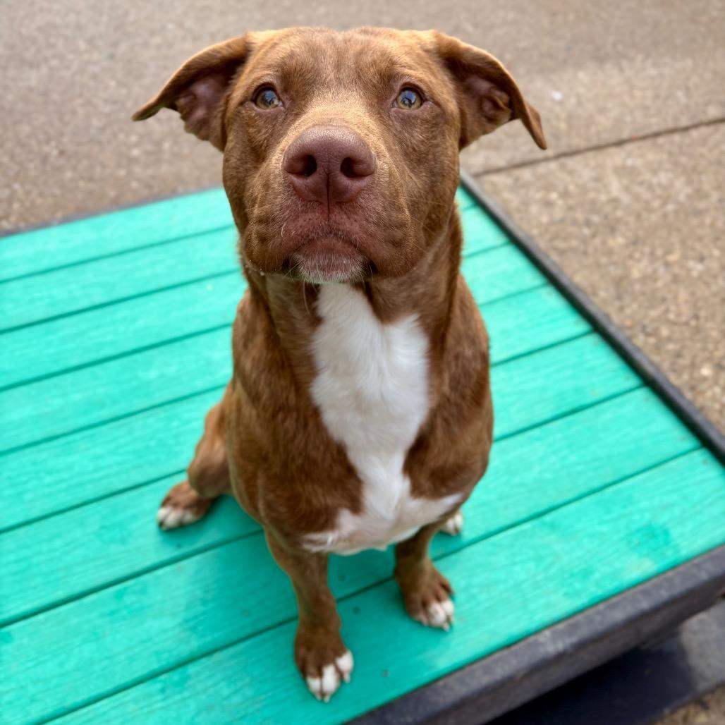 Batman, a Adoptable Mixed Breed in Charleston, WV image 2/4