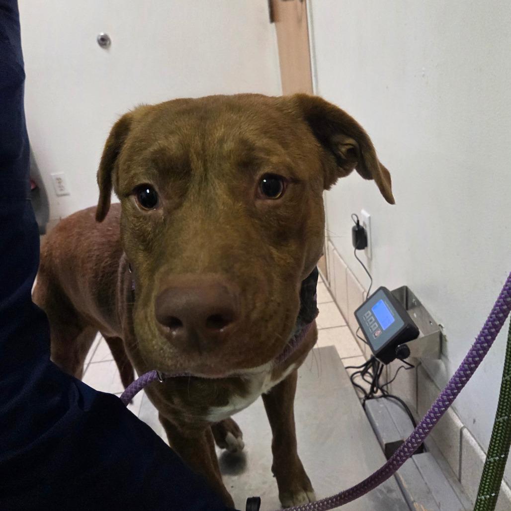 Batman, a Adoptable Mixed Breed in Charleston, WV image 4/4