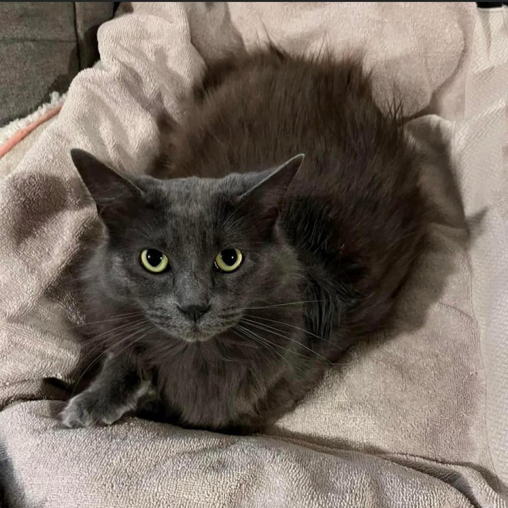 Enlarge Frankie, a Adoptable Russian Blue in St. Peters, MO image 1/1