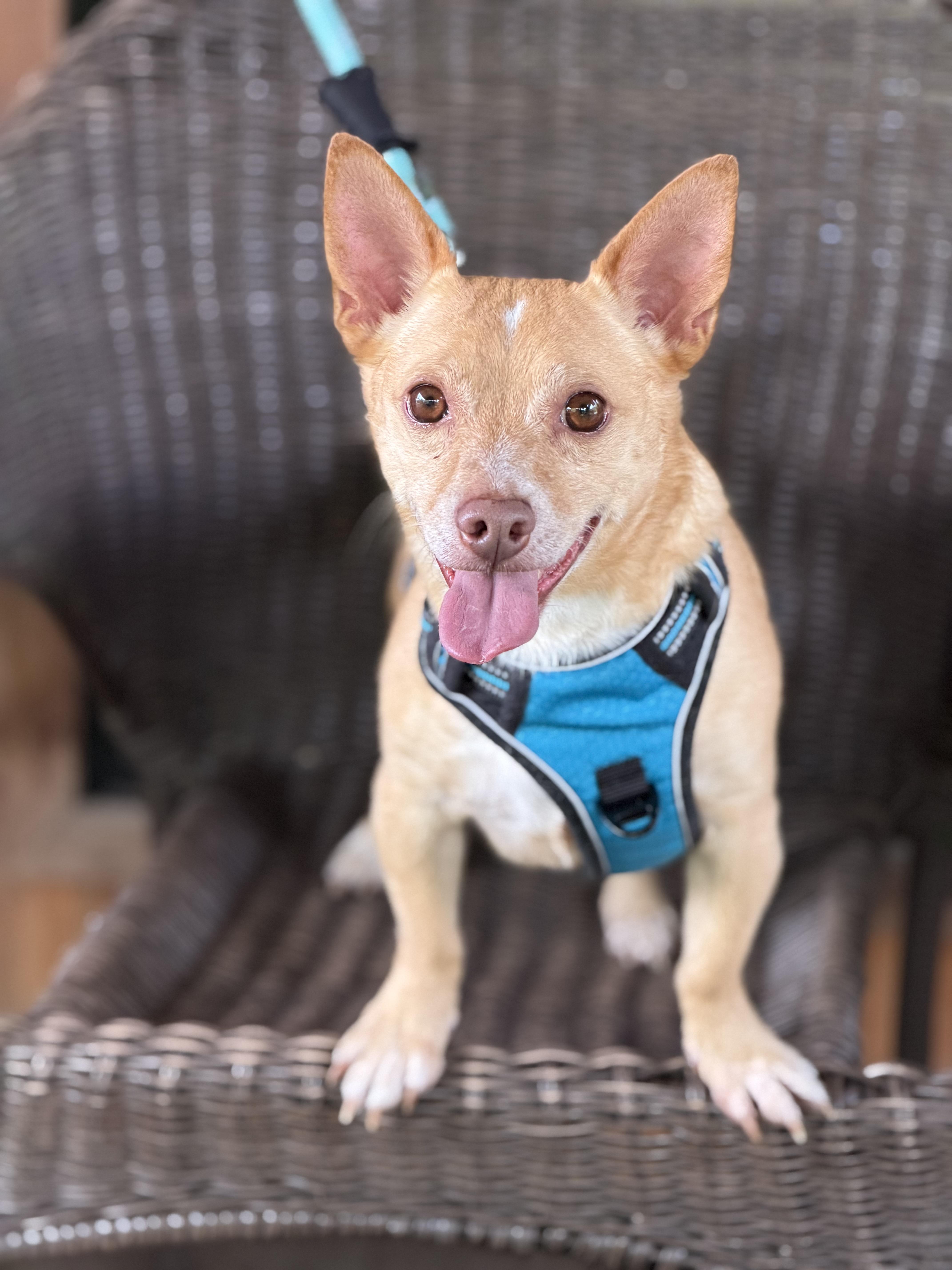 Enlarge Monroe, a Adopted mixed breed in Houston, TX image 1/4
