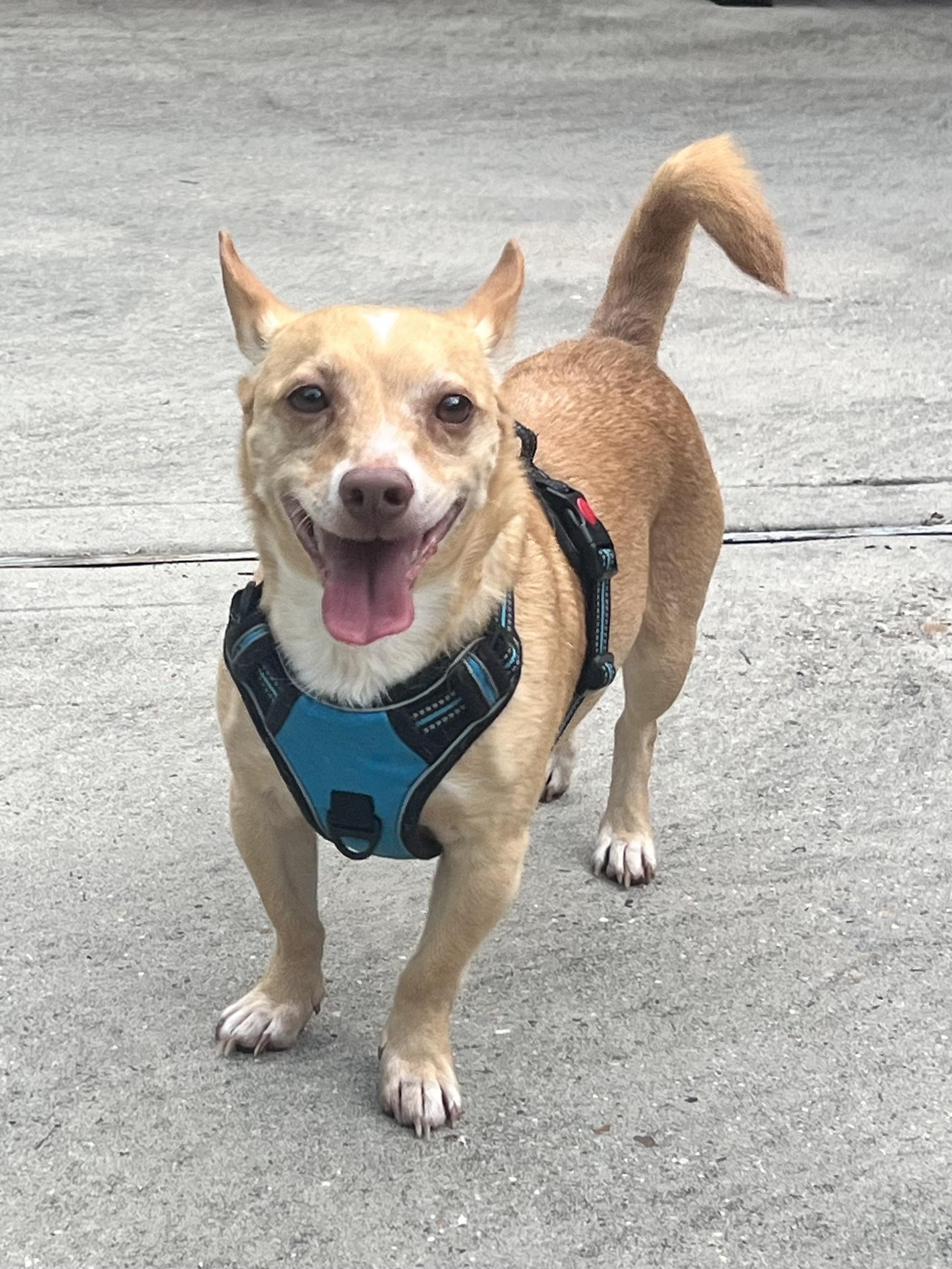 Monroe, Adoptable, Adult Male Pembroke Welsh Corgi & Chihuahua.