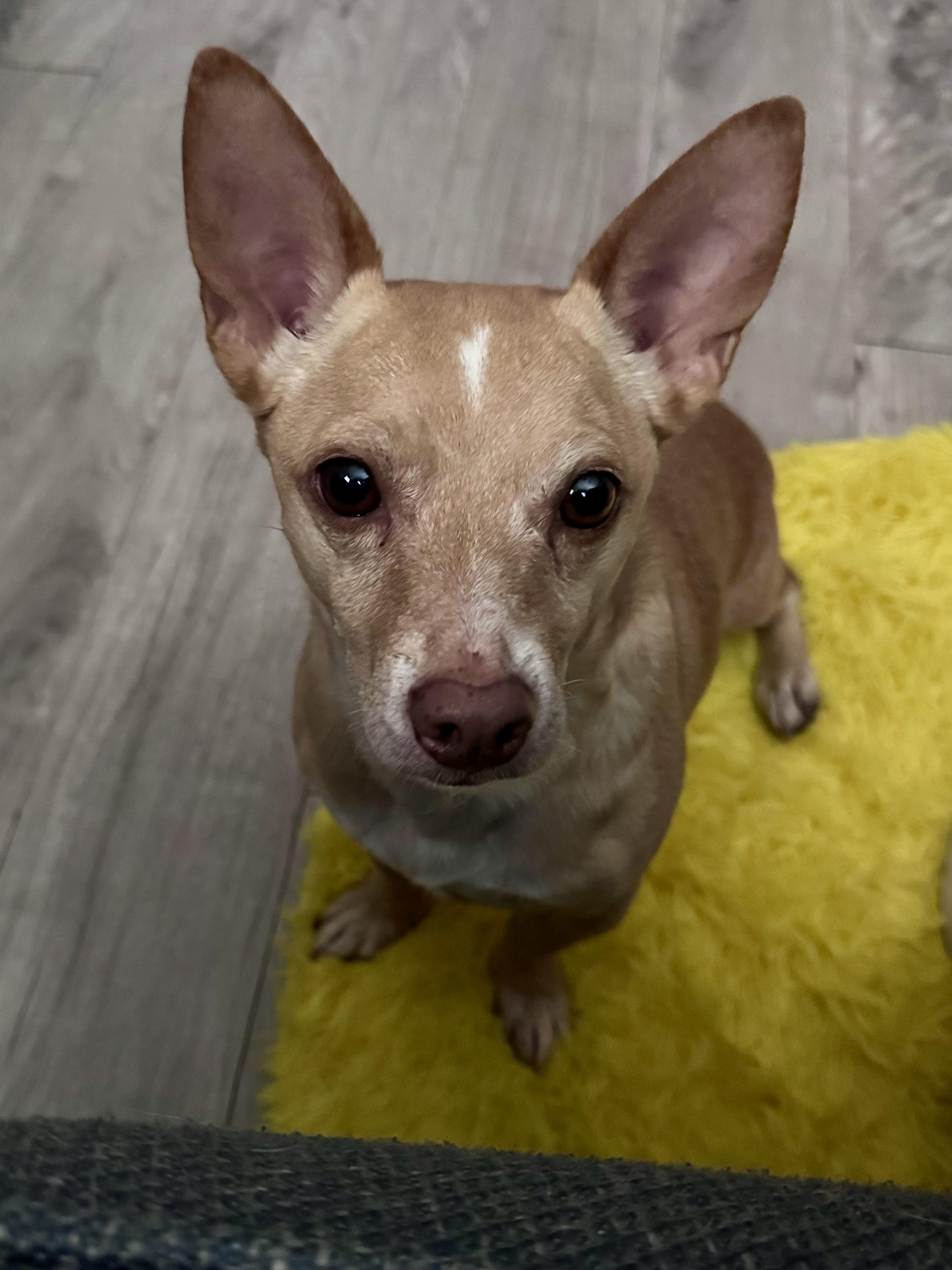 Enlarge Monroe, a Adoptable mixed breed in Houston, TX image 2/4
