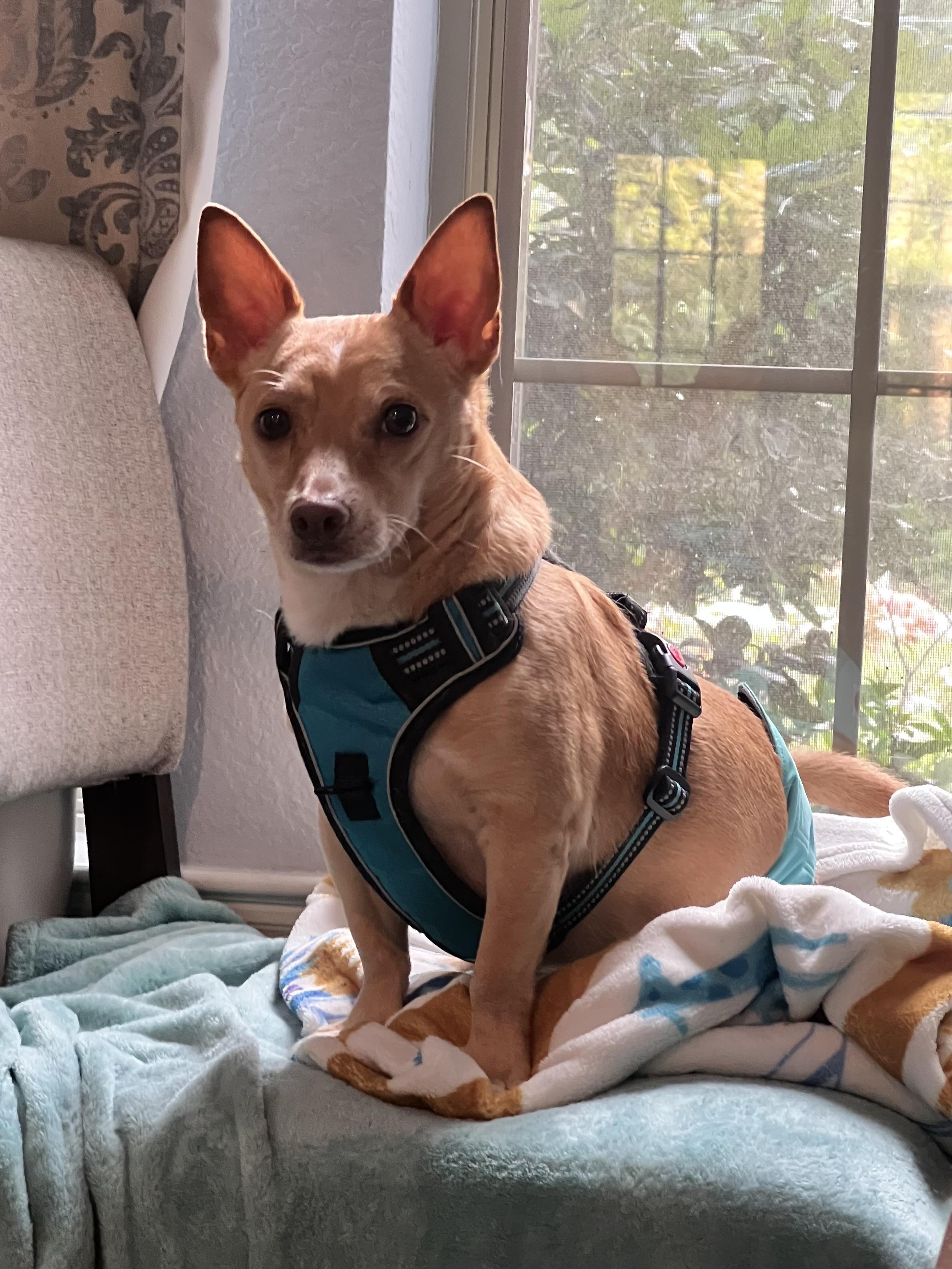Enlarge Monroe, a Adoptable mixed breed in Houston, TX image 3/4
