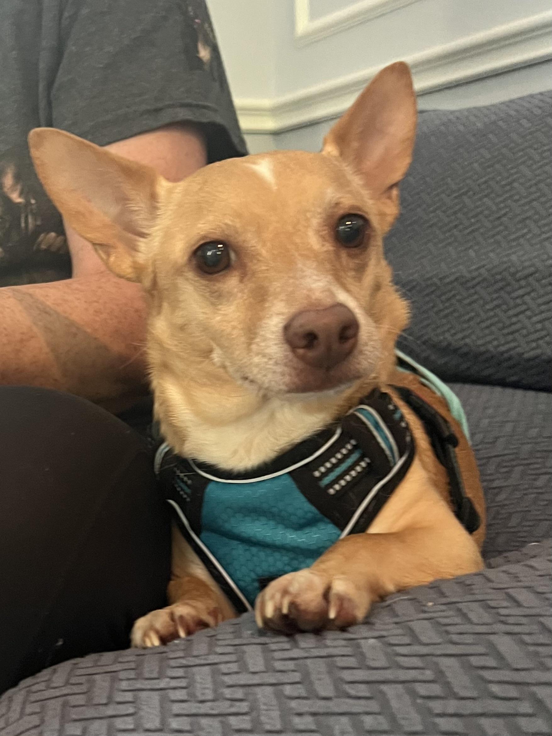 Enlarge Monroe, a Adoptable mixed breed in Houston, TX image 4/4