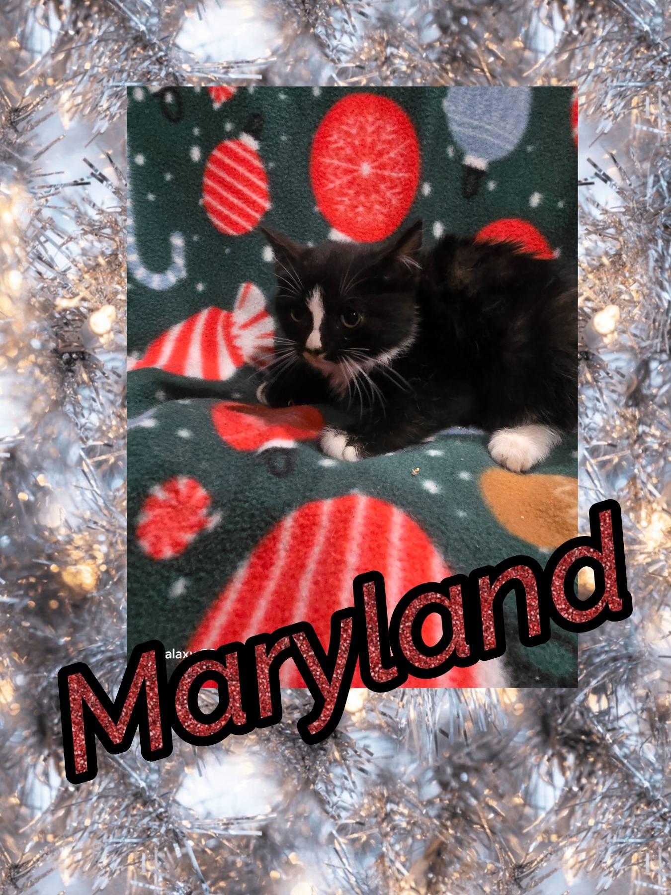 Enlarge Maryland, a Adopted Domestic Short Hair in Plymouth , PA image 1/1