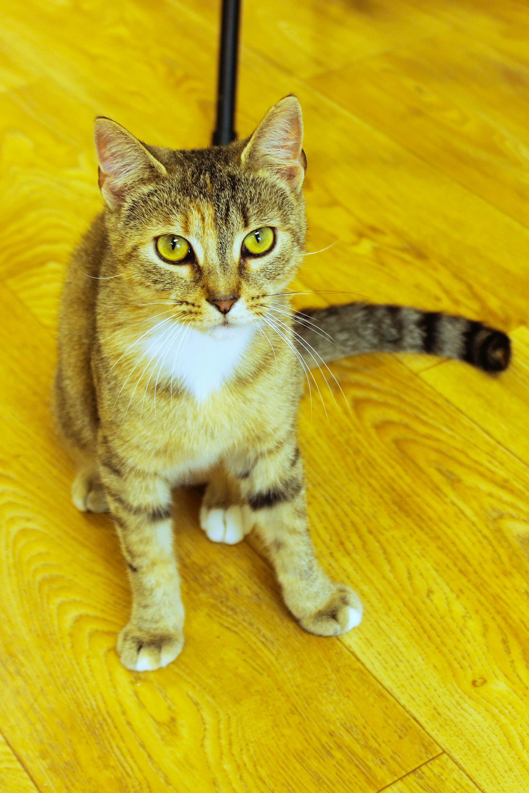 Junie, a ADOPTABLE American Shorthair in Urbana, OH image 6/6