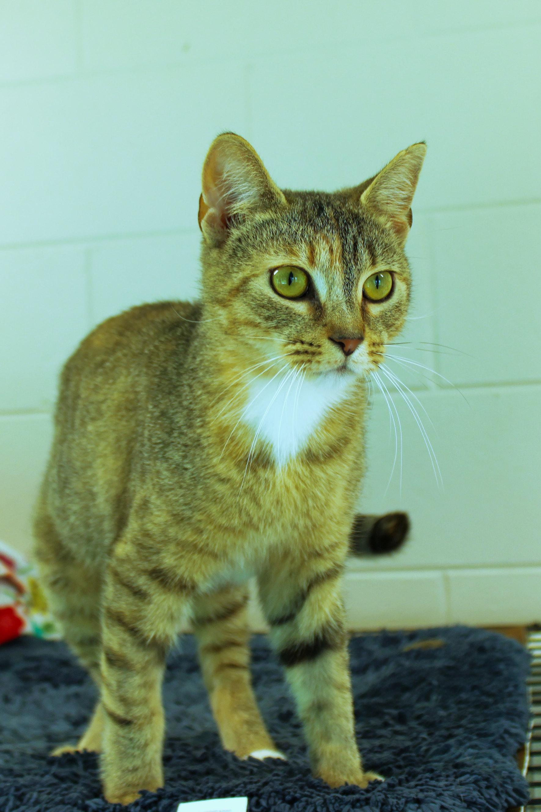 Junie, a ADOPTABLE American Shorthair in Urbana, OH image 5/6