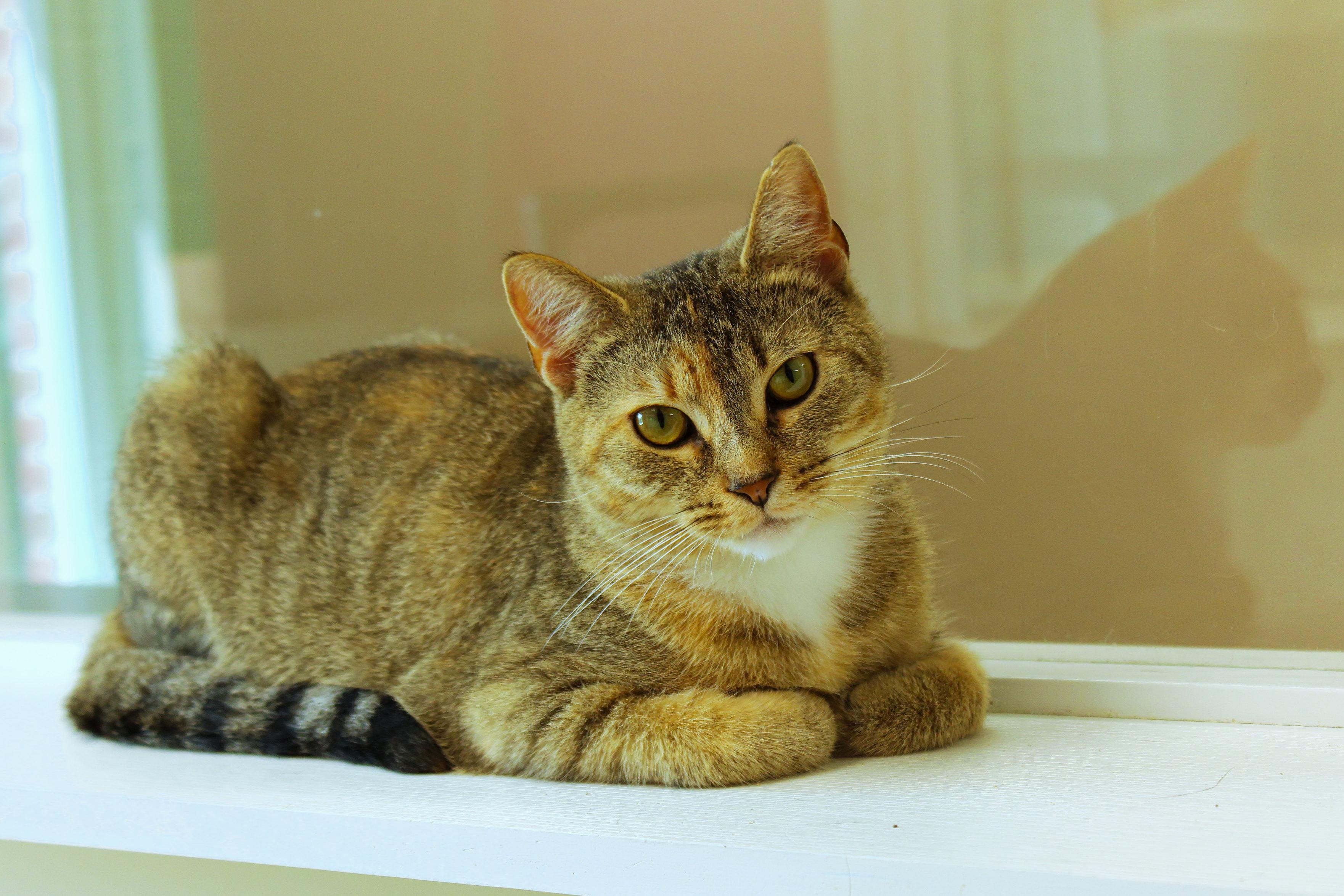 Enlarge Junie, a ADOPTABLE American Shorthair in Urbana, OH image 1/6