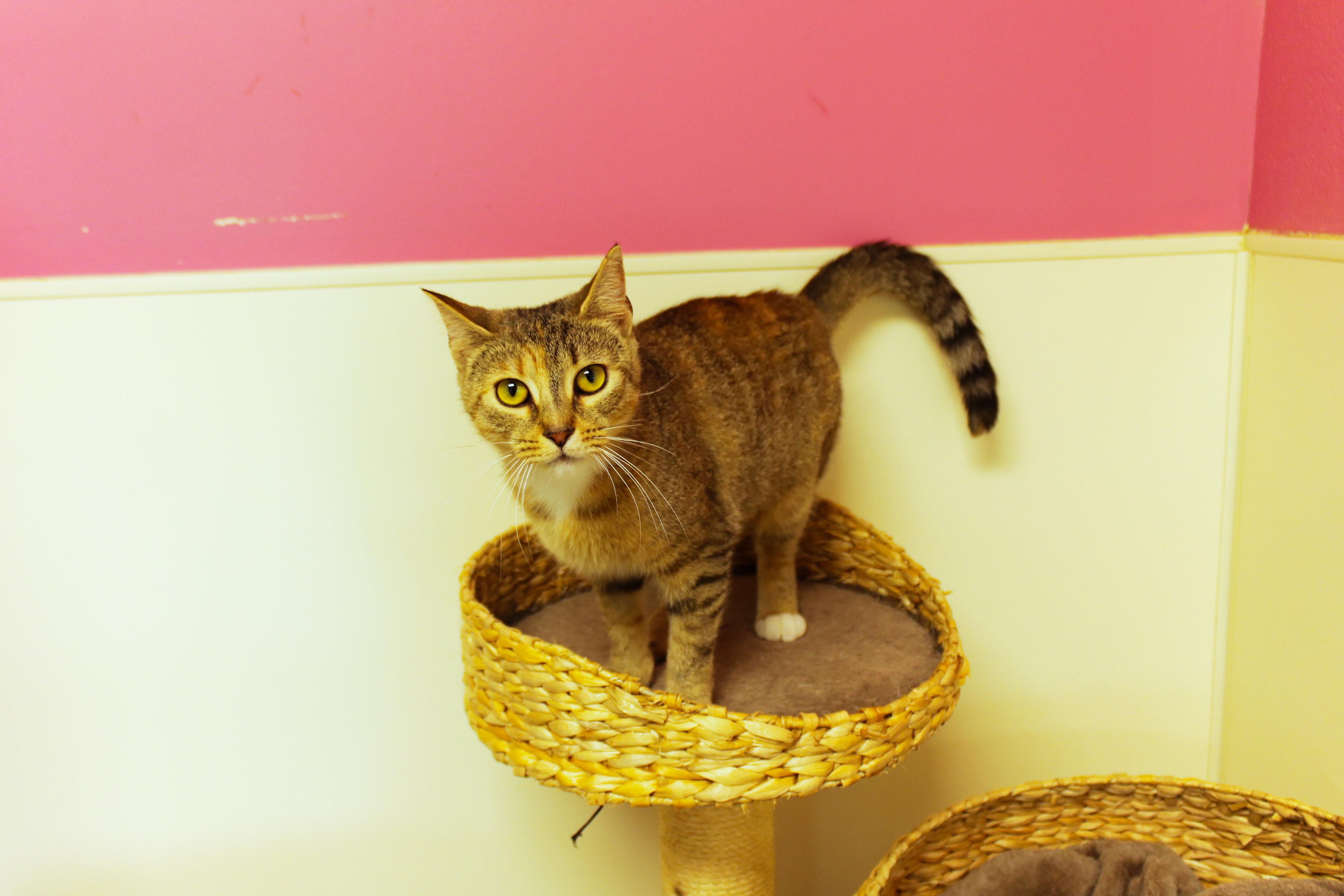 Junie, a ADOPTABLE American Shorthair in Urbana, OH image 4/6