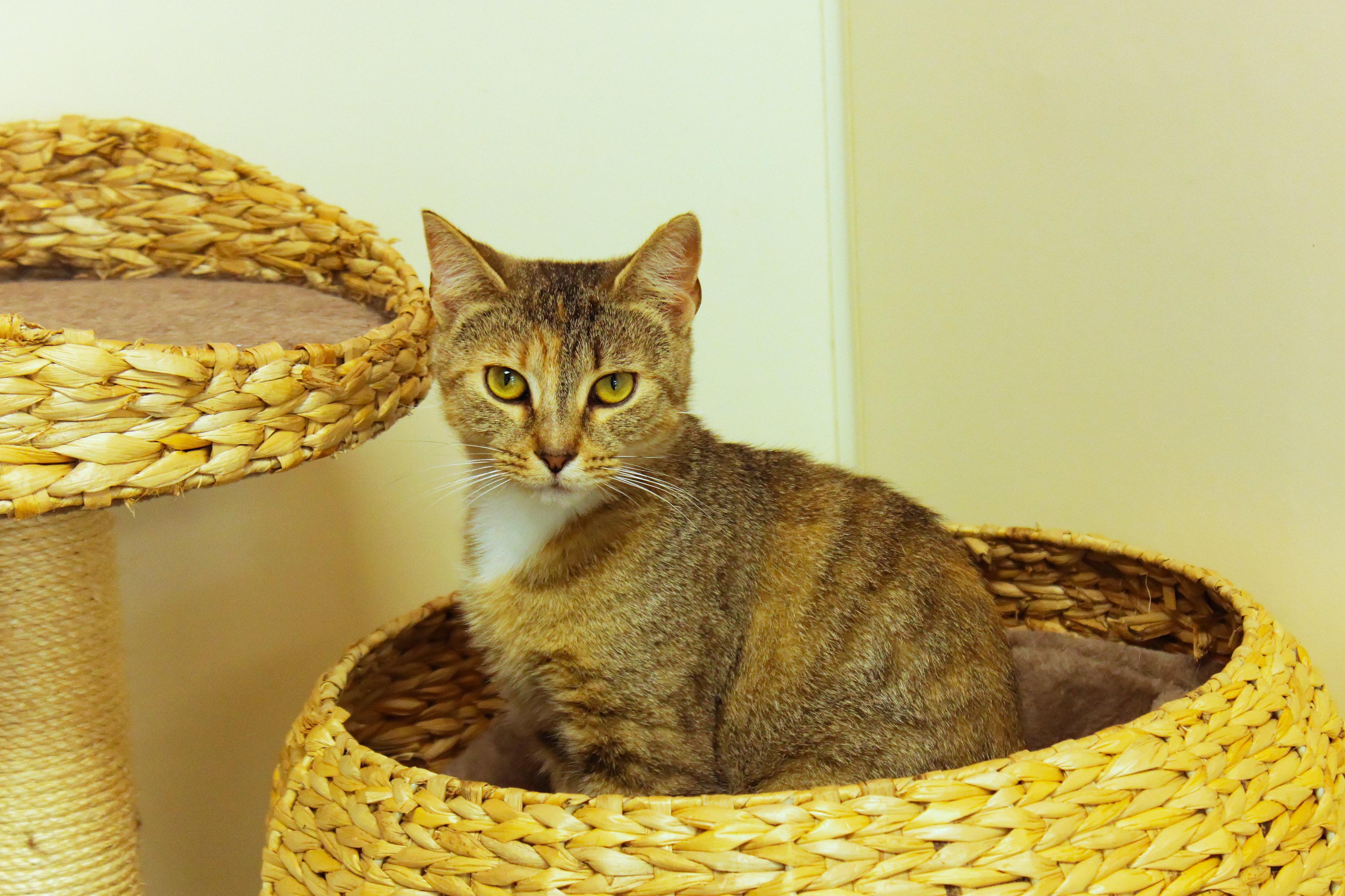 Junie, a ADOPTABLE American Shorthair in Urbana, OH image 1/6