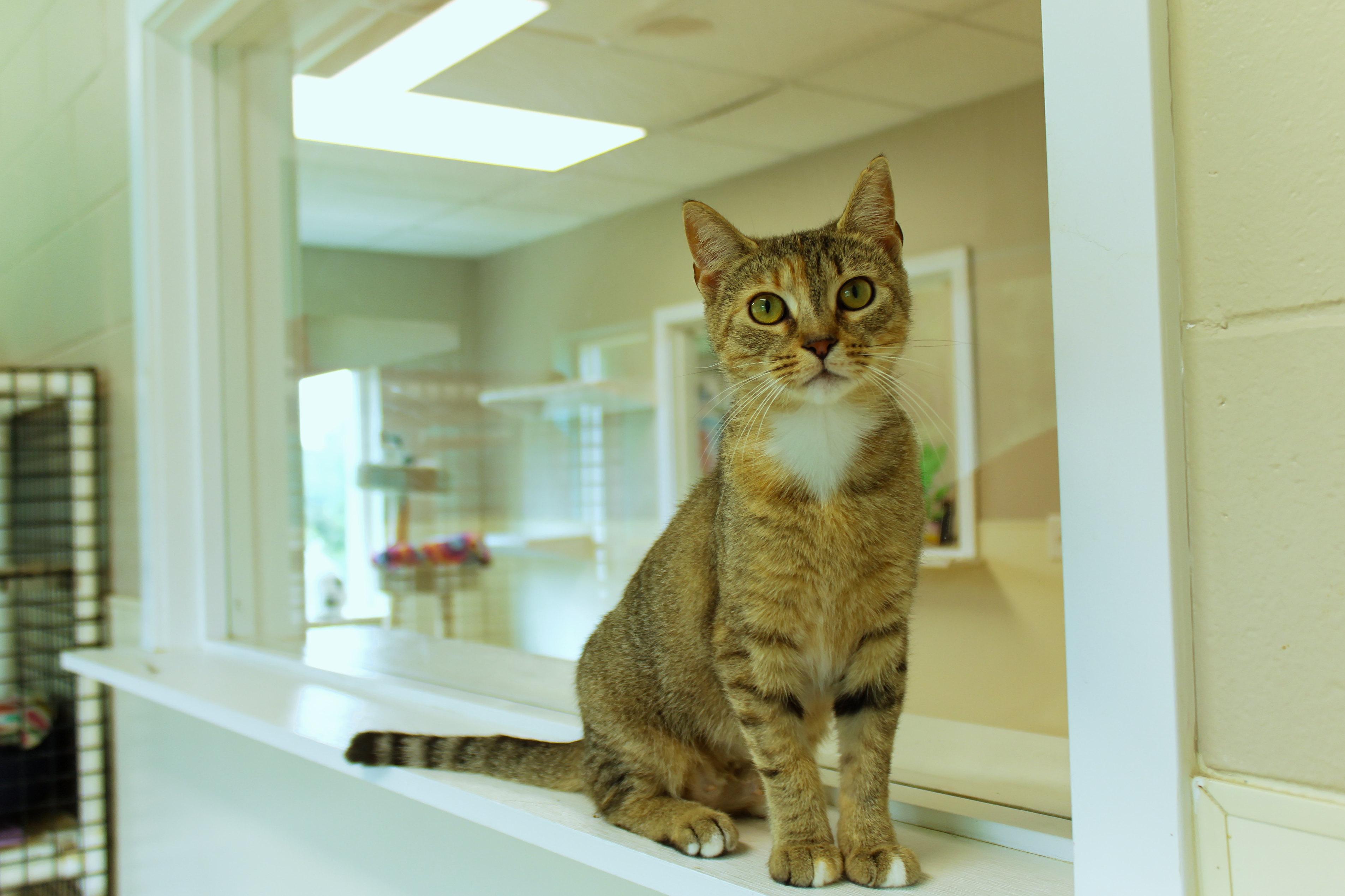 Junie, a ADOPTABLE American Shorthair in Urbana, OH image 3/6