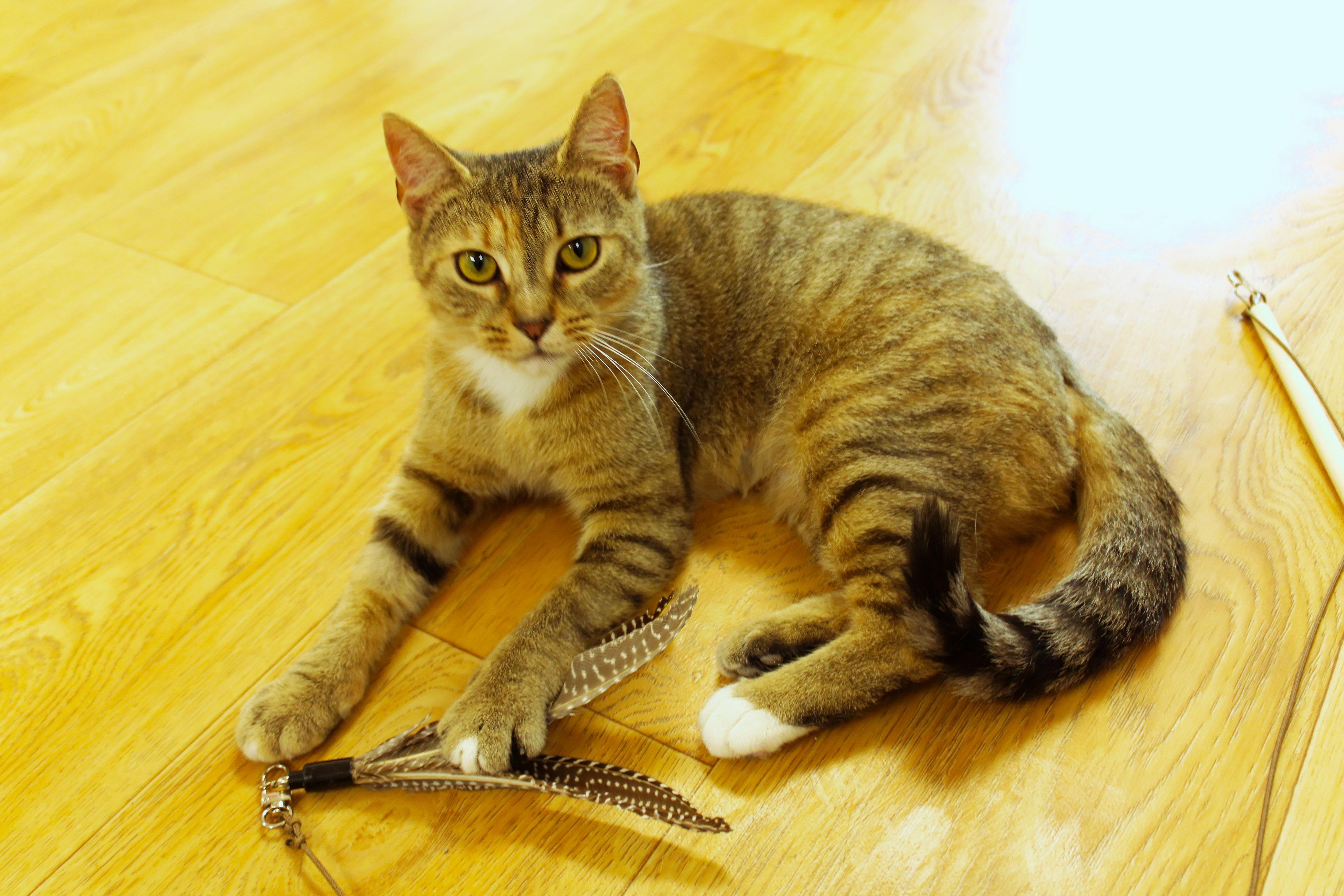 Junie, a ADOPTABLE American Shorthair in Urbana, OH image 2/6
