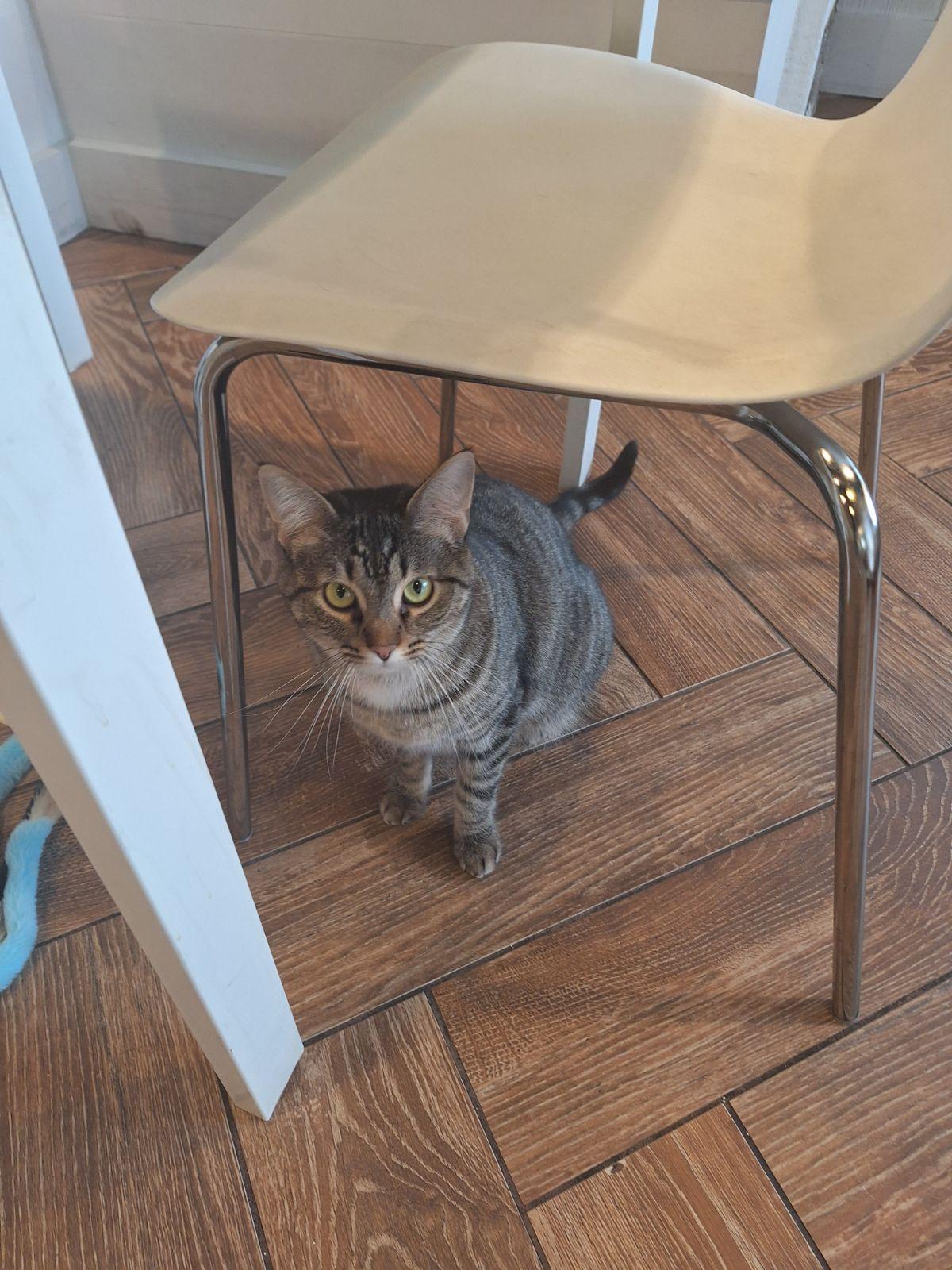 Enlarge Trinity, a Adoptable Domestic Short Hair in Dayton, OH image 1/2