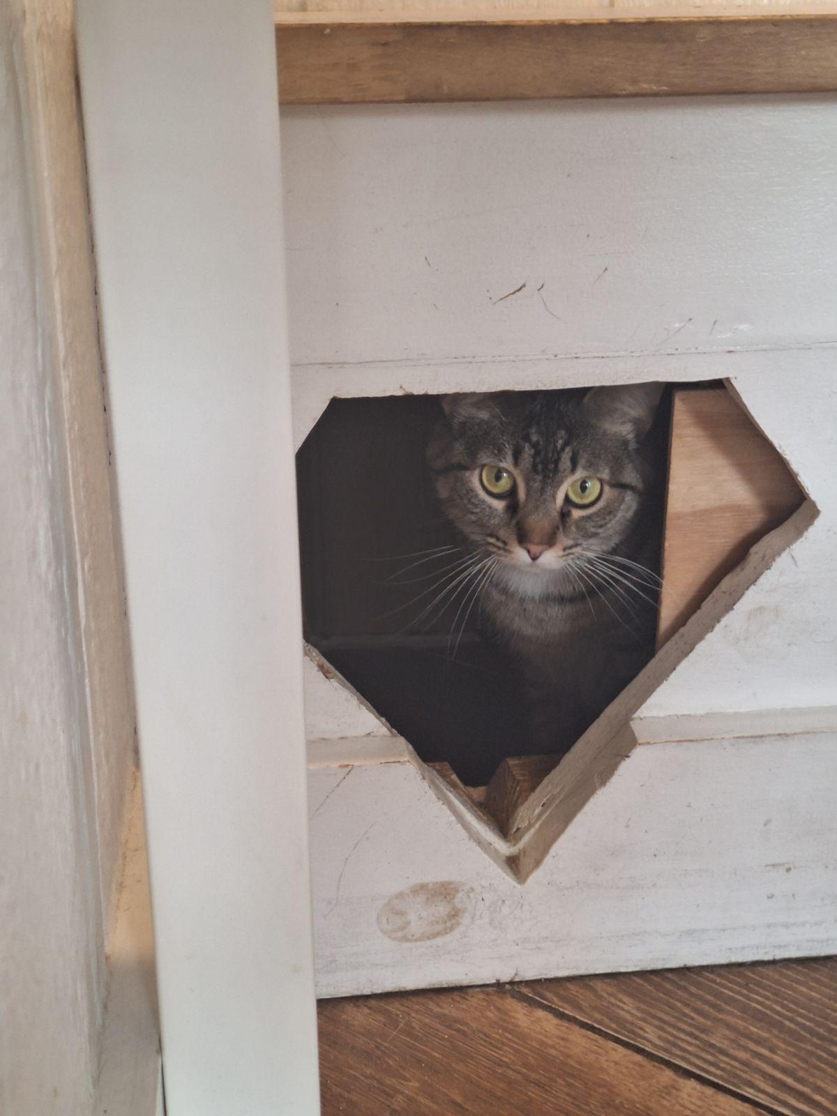 Enlarge Trinity, a Adoptable Domestic Short Hair in Dayton, OH image 2/2