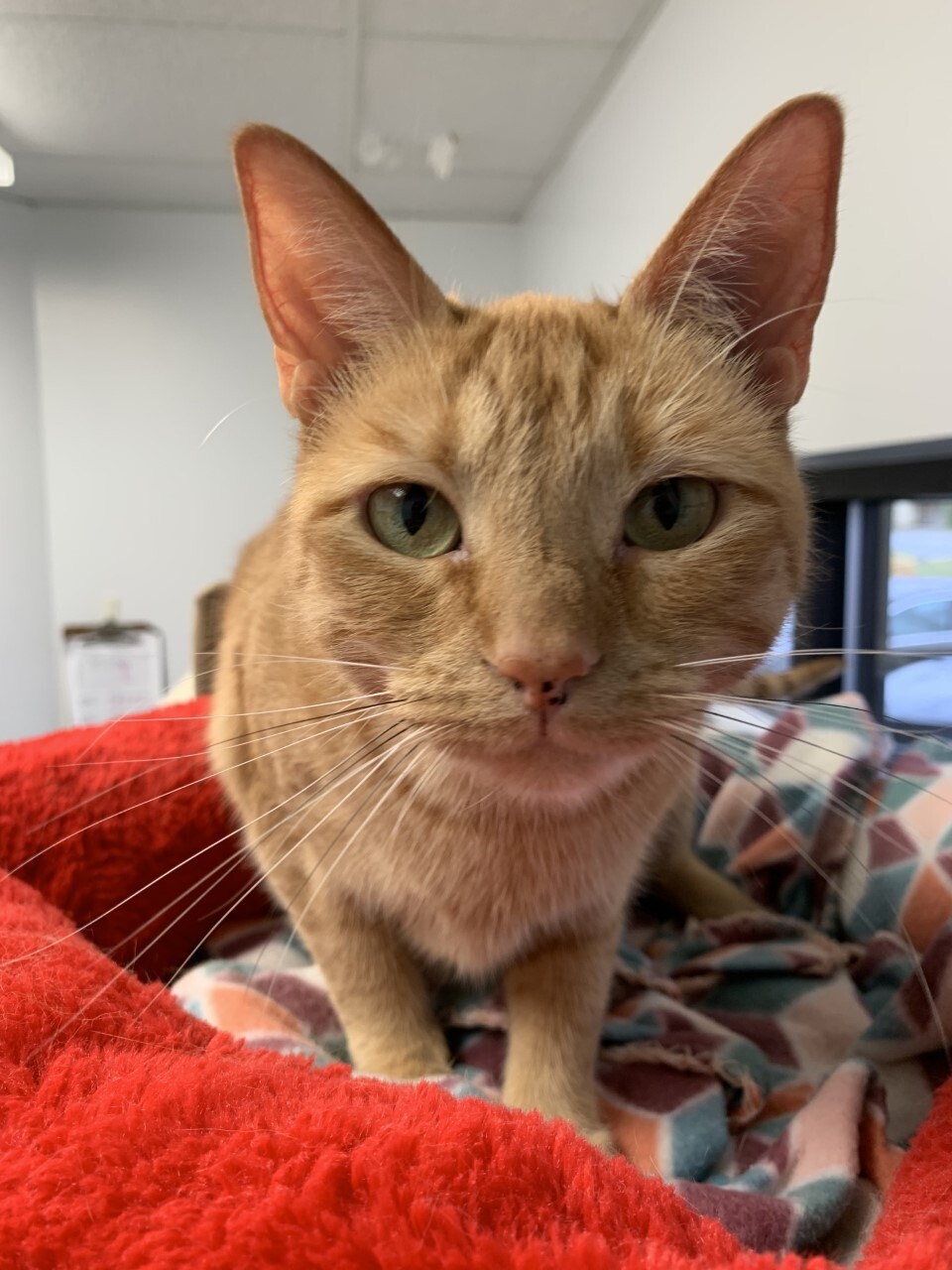 Poppy, a Adoptable Domestic Short Hair in Evansville, IN image 1/9