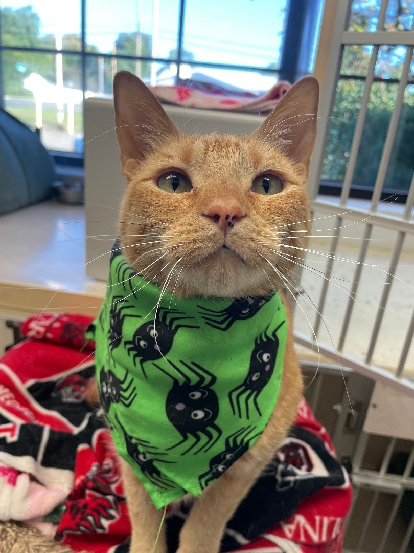 Poppy, a Adoptable Domestic Short Hair in Evansville, IN image 2/9