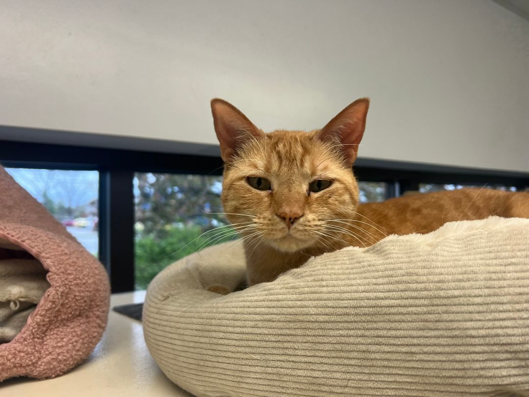 Poppy, a Adoptable Domestic Short Hair in Evansville, IN image 3/9