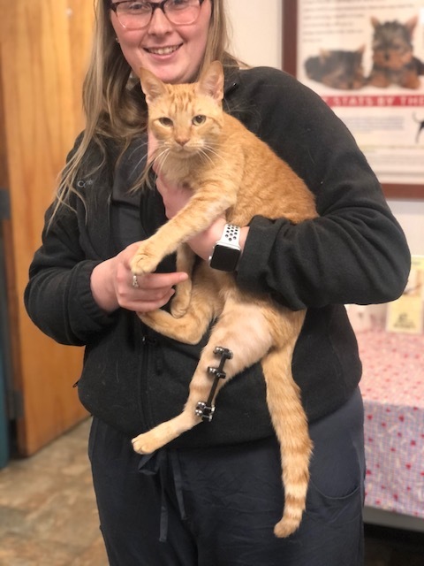 Poppy, a Adoptable Domestic Short Hair in Evansville, IN image 4/9