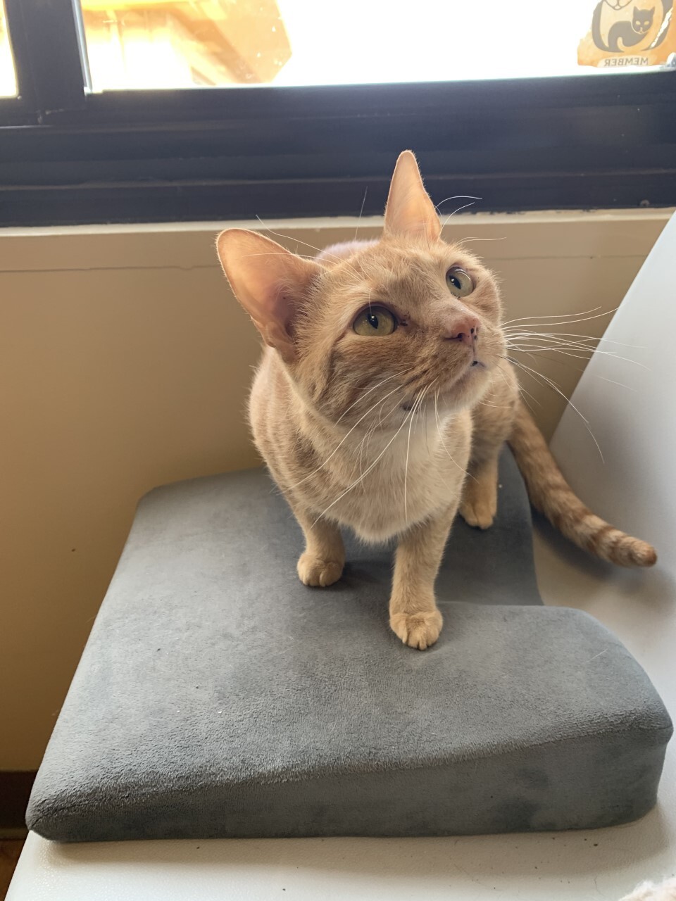 Poppy, a Adoptable Domestic Short Hair in Evansville, IN image 5/9