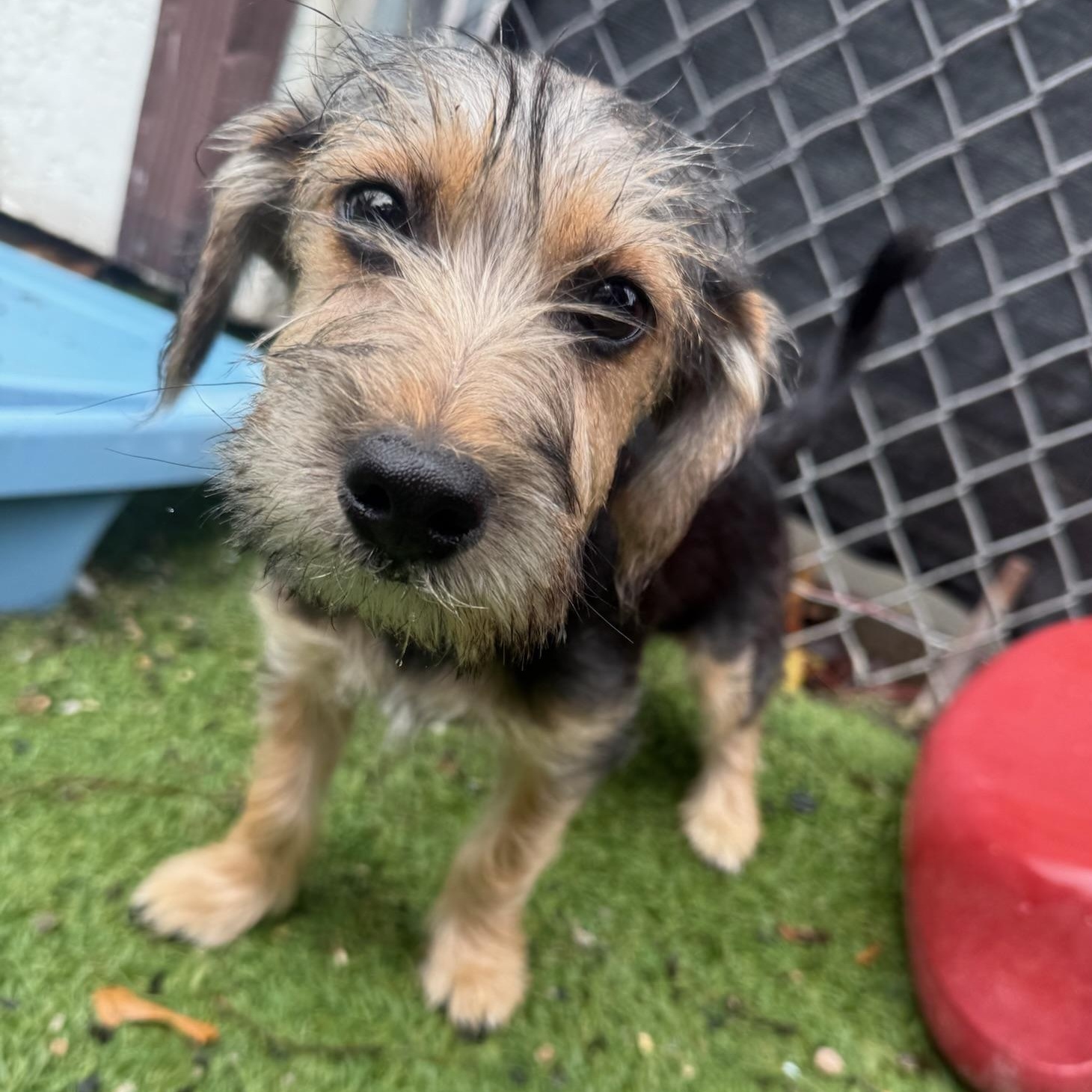 Jericho, Adoptable, Puppy Male Mixed Breed.