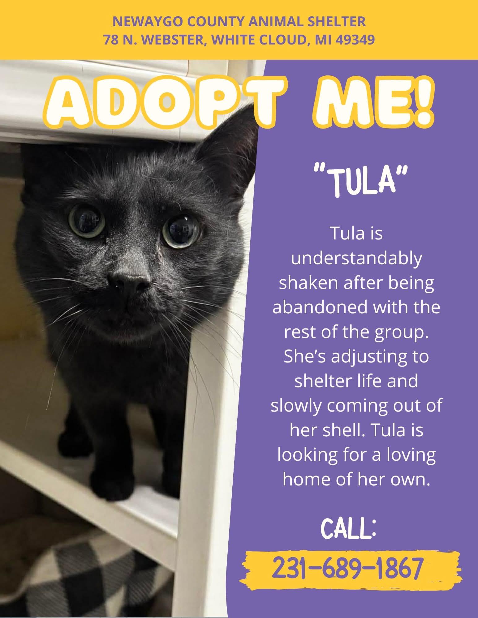 Tula, ADOPTABLE, Adult Female Domestic Short Hair.