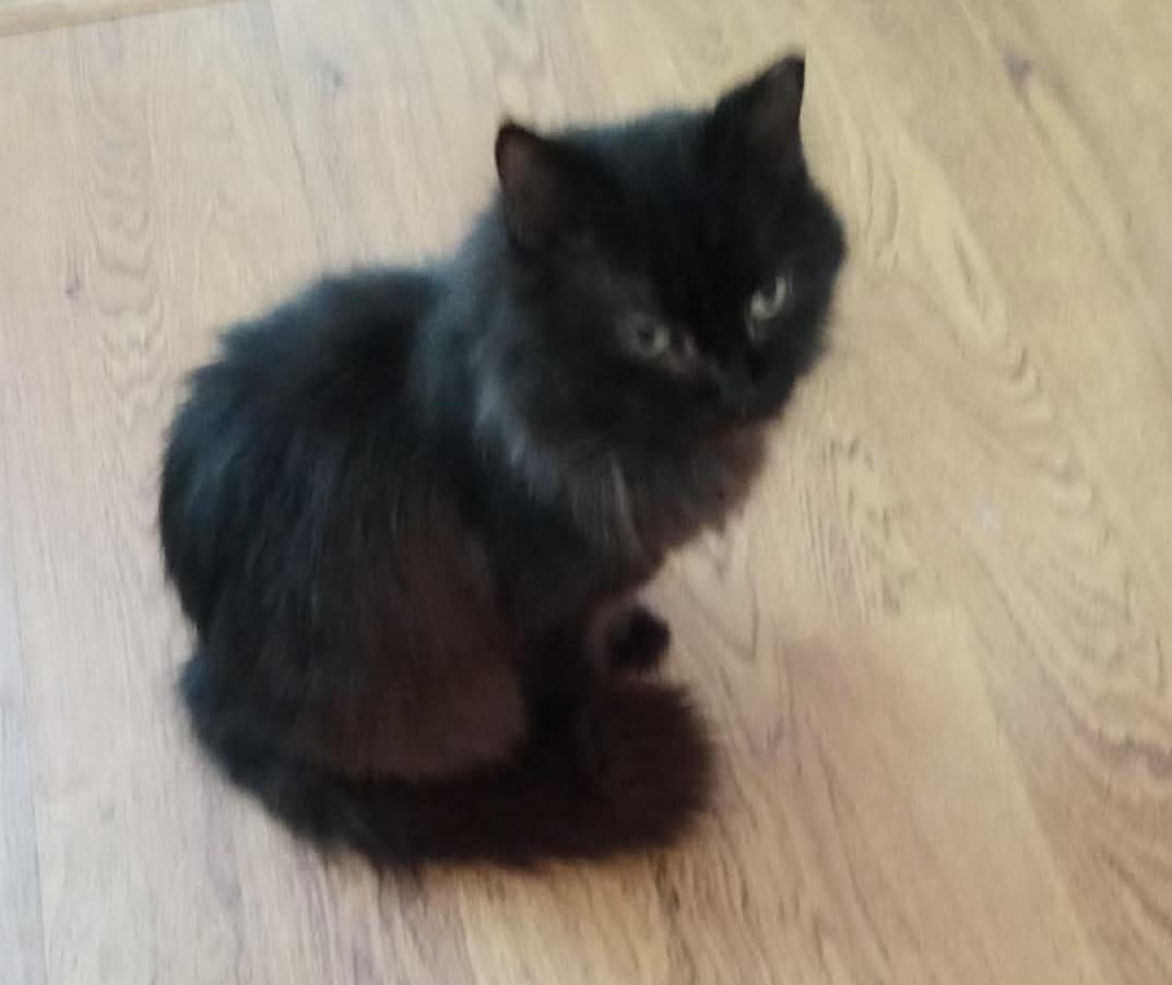 Nana, Adoptable, Senior Female Domestic Medium Hair.