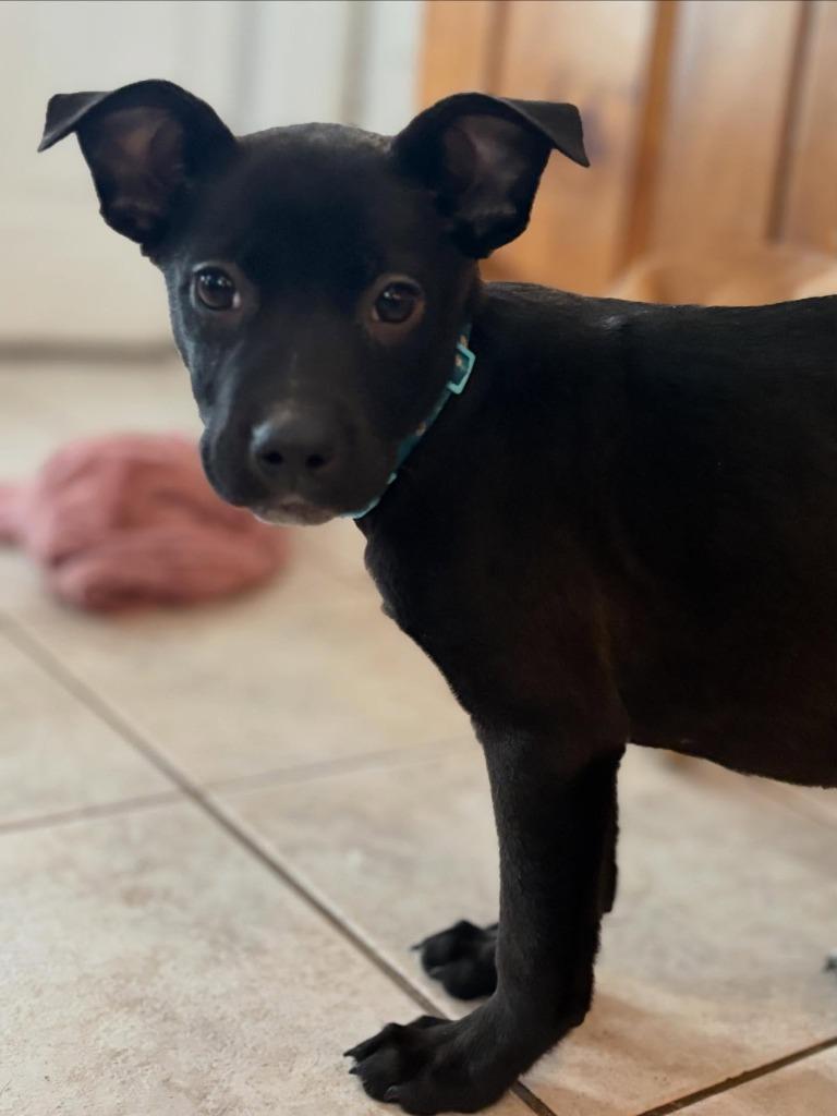 Rhonda, Adoptable, Puppy Female Mixed Breed.