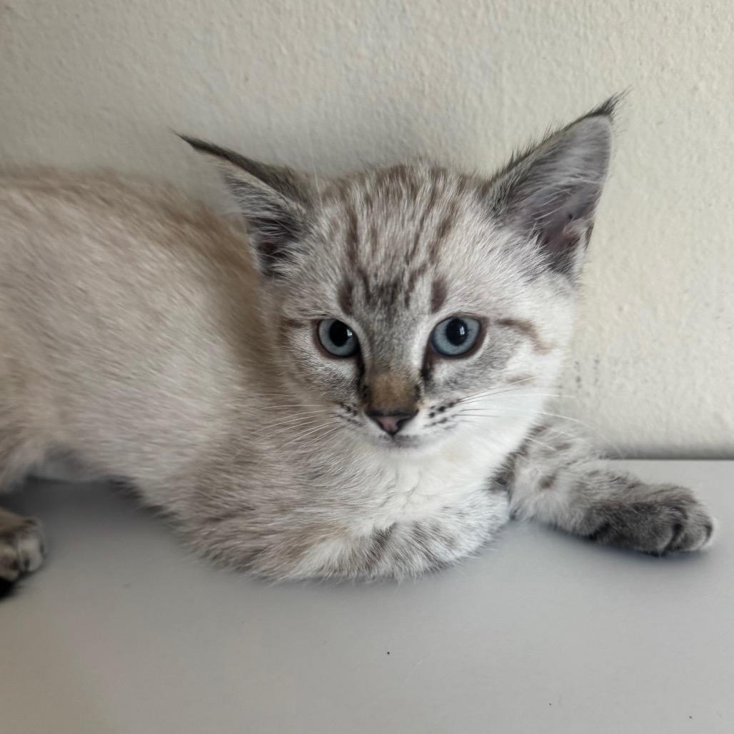 Feta (Blue Collar), Adoptable, Kitten Female Domestic Short Hair.