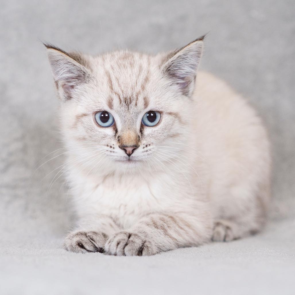 Enlarge Feta (Blue Collar), a Adoptable Domestic Short Hair in Sunnyvale, CA image 2/3