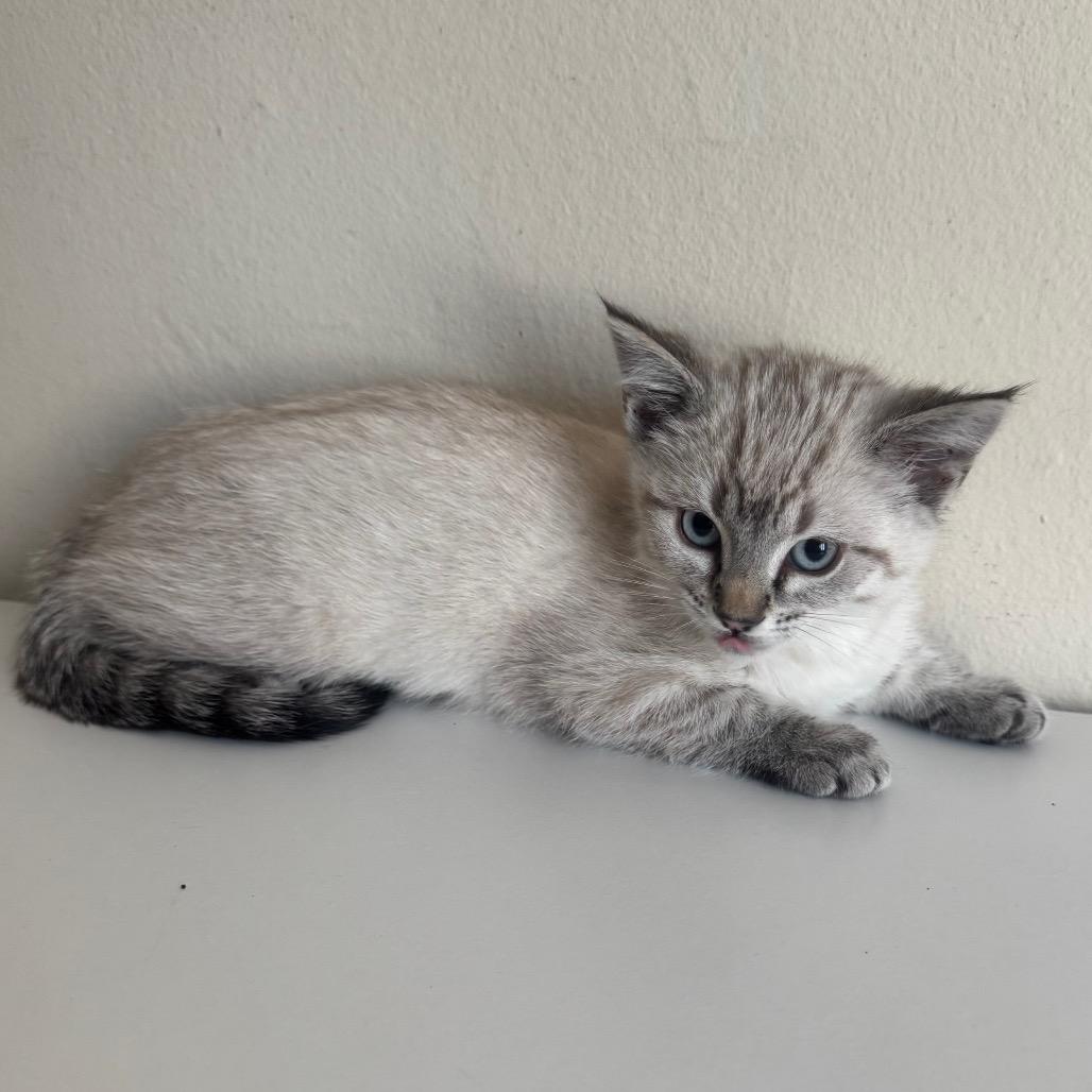 Enlarge Feta (Blue Collar), a Adoptable Domestic Short Hair in Sunnyvale, CA image 3/3