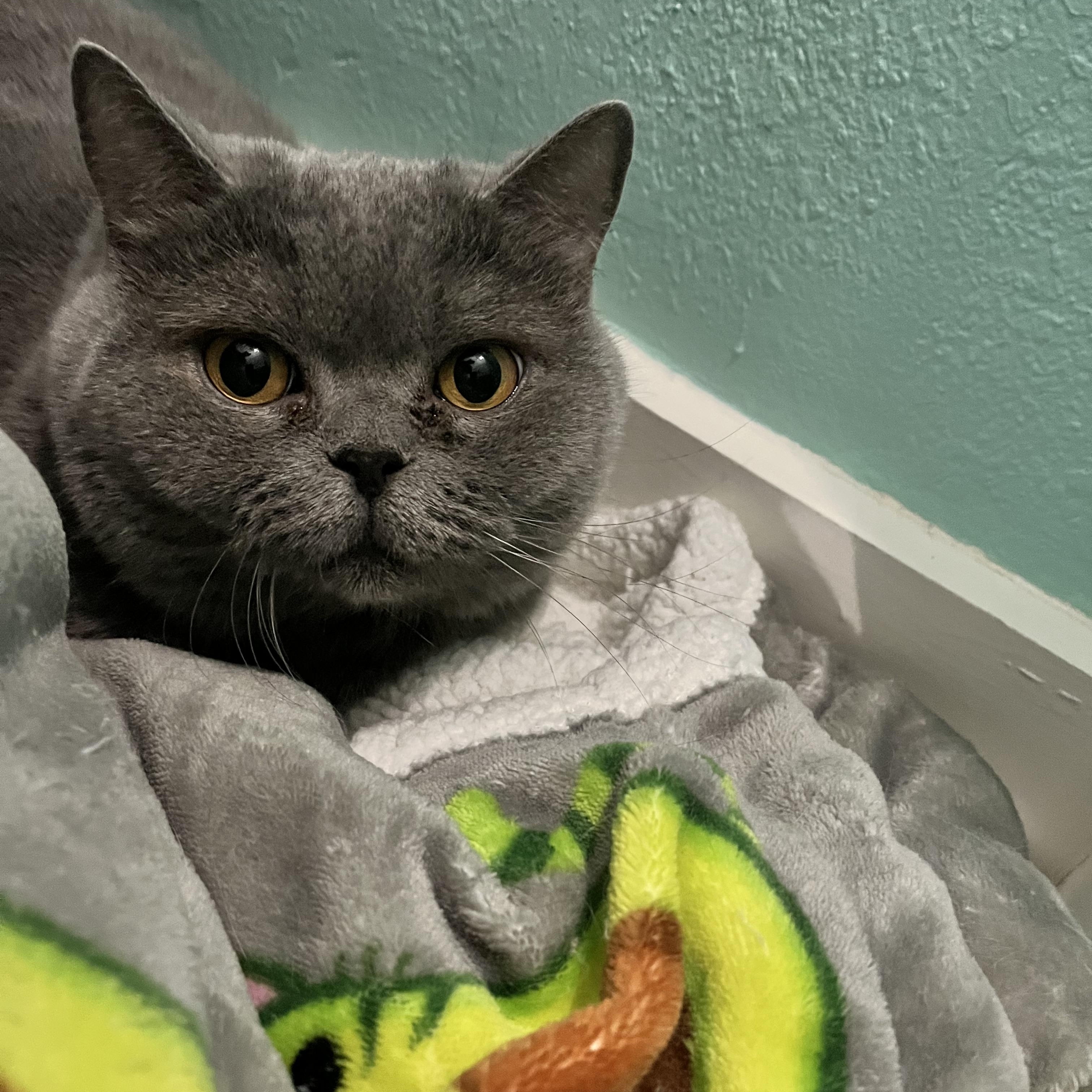 Enlarge APHRODITE - SWEET, GENTLE, AND READY FOR LOVE, a Adoptable British Shorthair in Plano, TX image 3/6