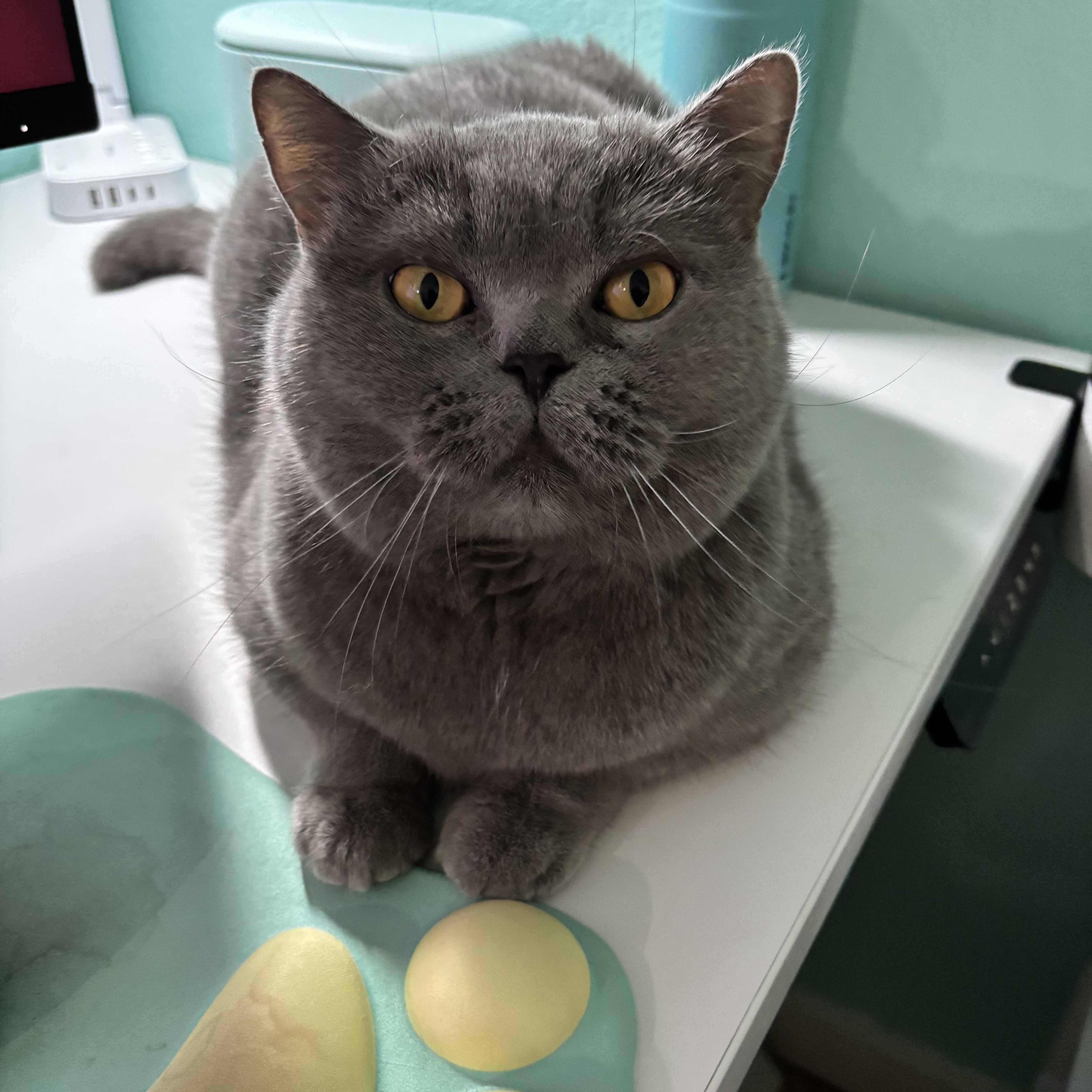 Enlarge APHRODITE - SWEET, GENTLE, AND READY FOR LOVE, a Adoptable British Shorthair in Plano, TX image 1/6