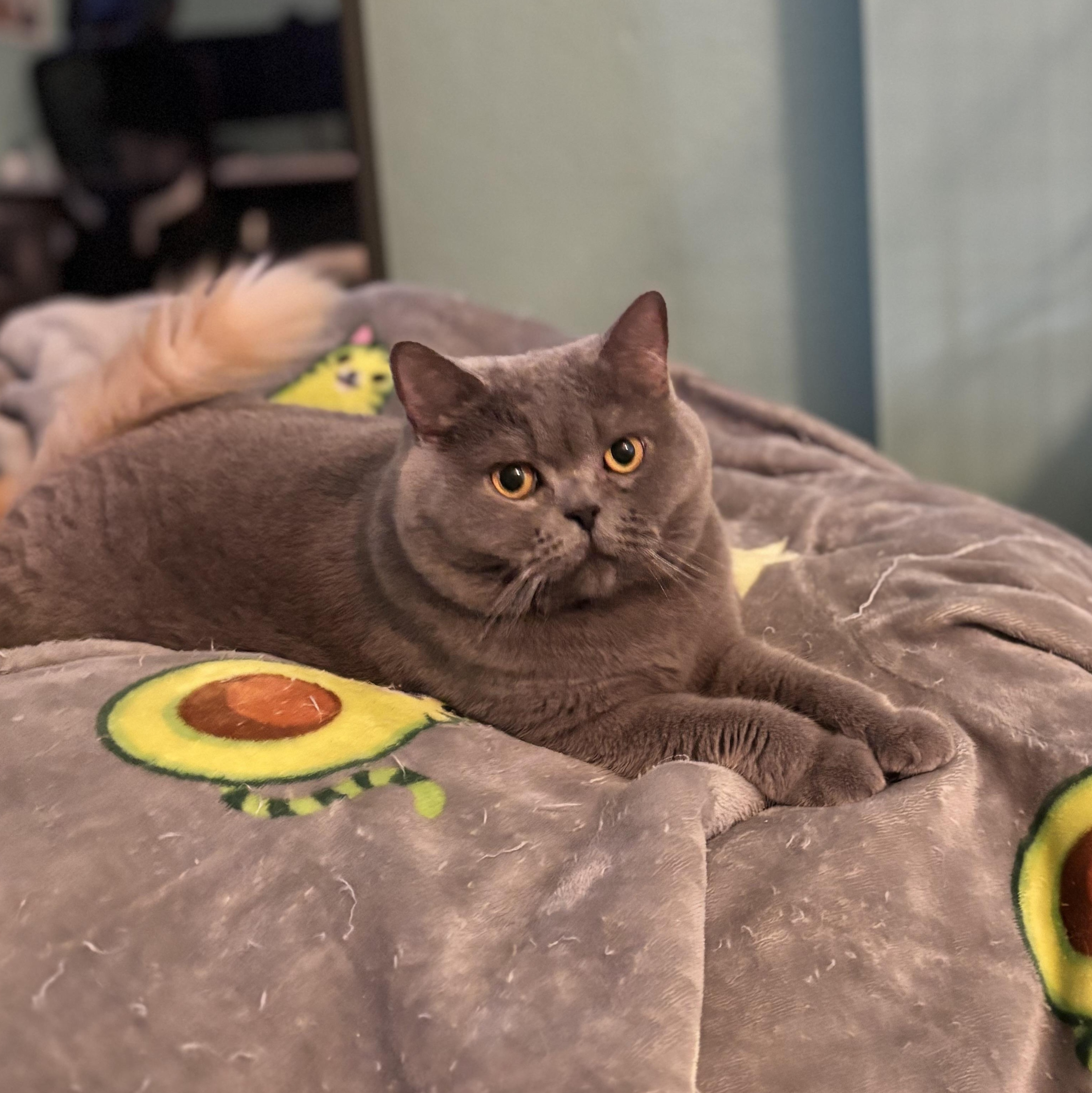 Enlarge APHRODITE - SWEET, GENTLE, AND READY FOR LOVE, a Adoptable British Shorthair in Plano, TX image 4/6