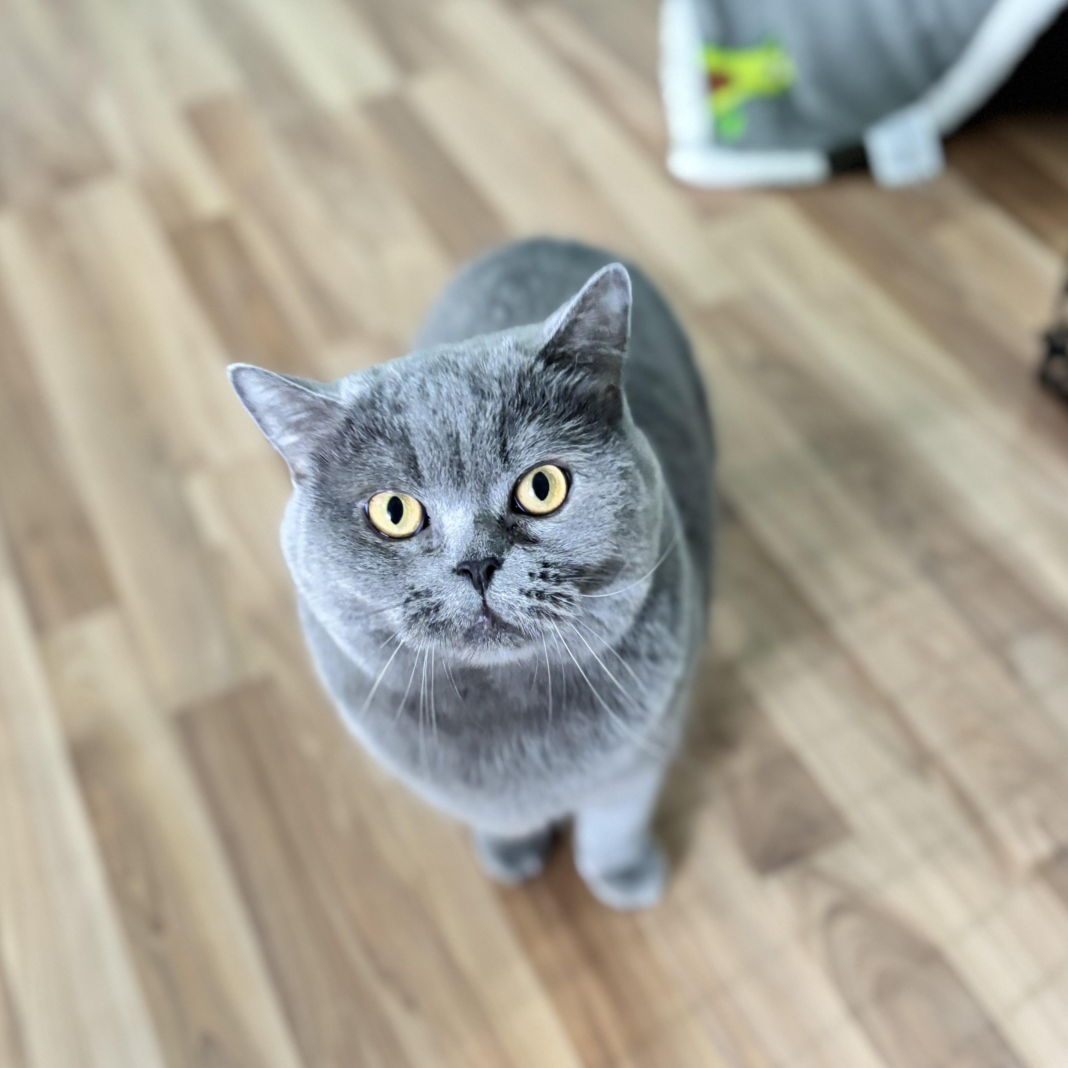 Enlarge APHRODITE - SWEET, GENTLE, AND READY FOR LOVE, a Adoptable British Shorthair in Plano, TX image 2/6