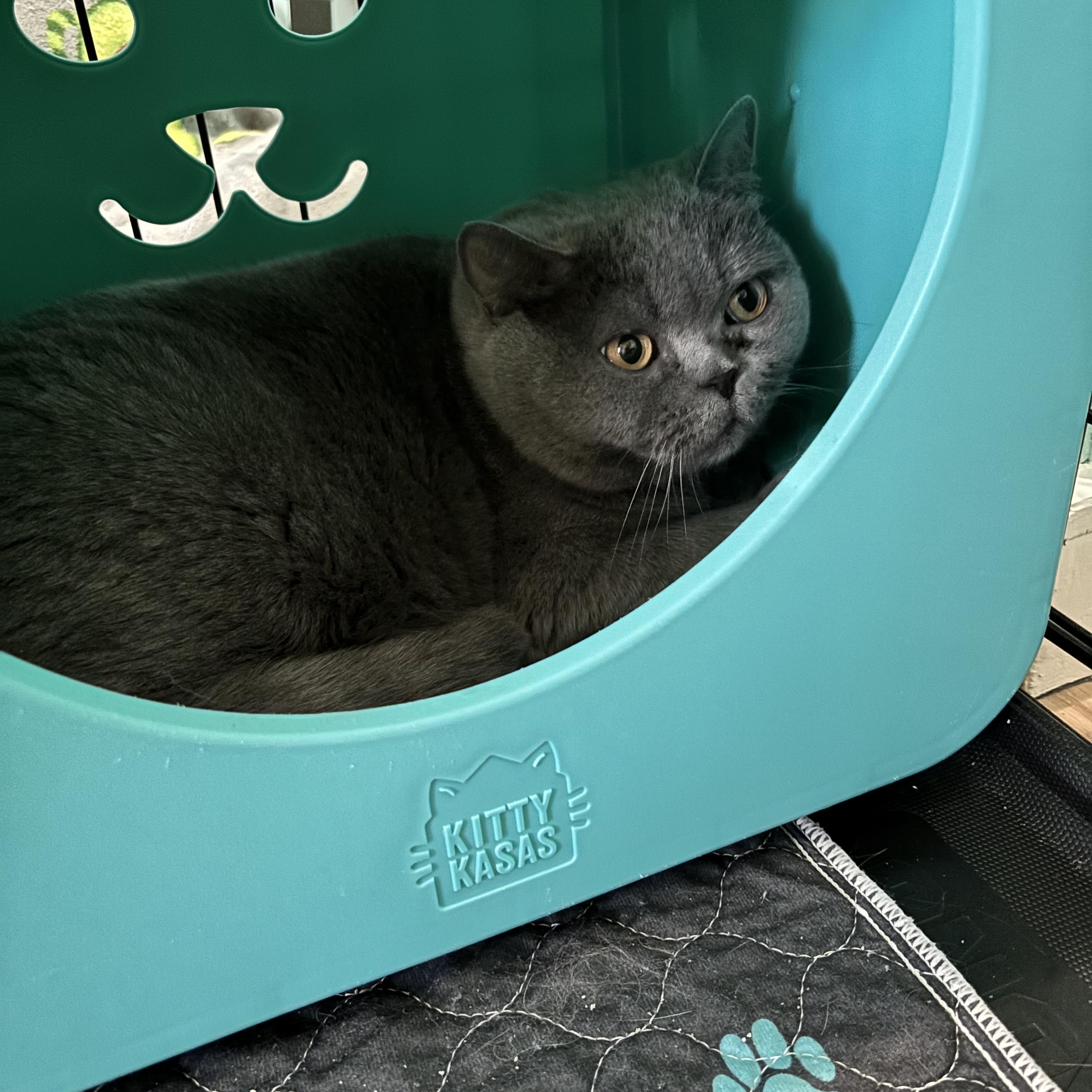 Enlarge APHRODITE - SWEET, GENTLE, AND READY FOR LOVE, a Adoptable British Shorthair in Plano, TX image 5/6