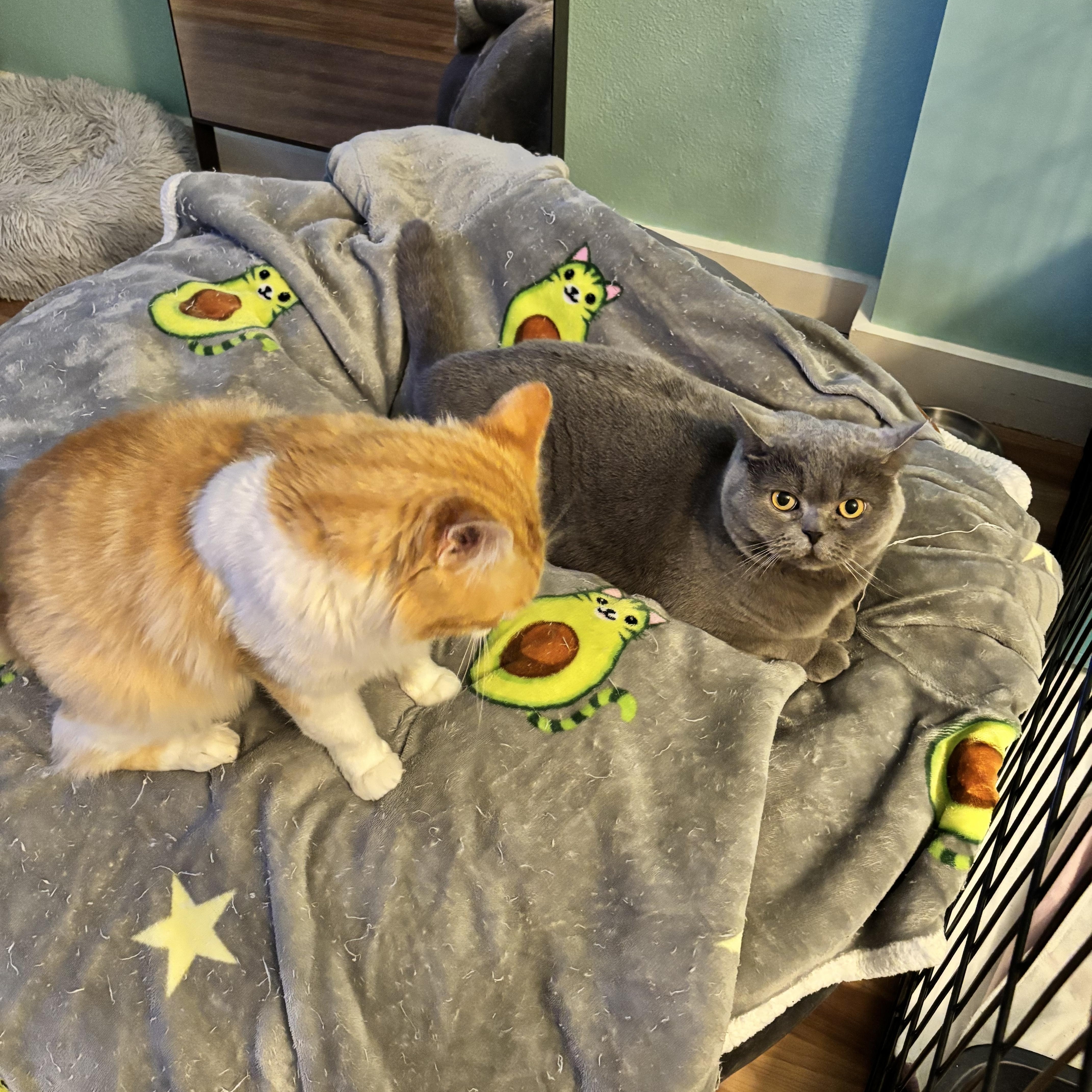 Enlarge APHRODITE - SWEET, GENTLE, AND READY FOR LOVE, a Adoptable British Shorthair in Plano, TX image 6/6