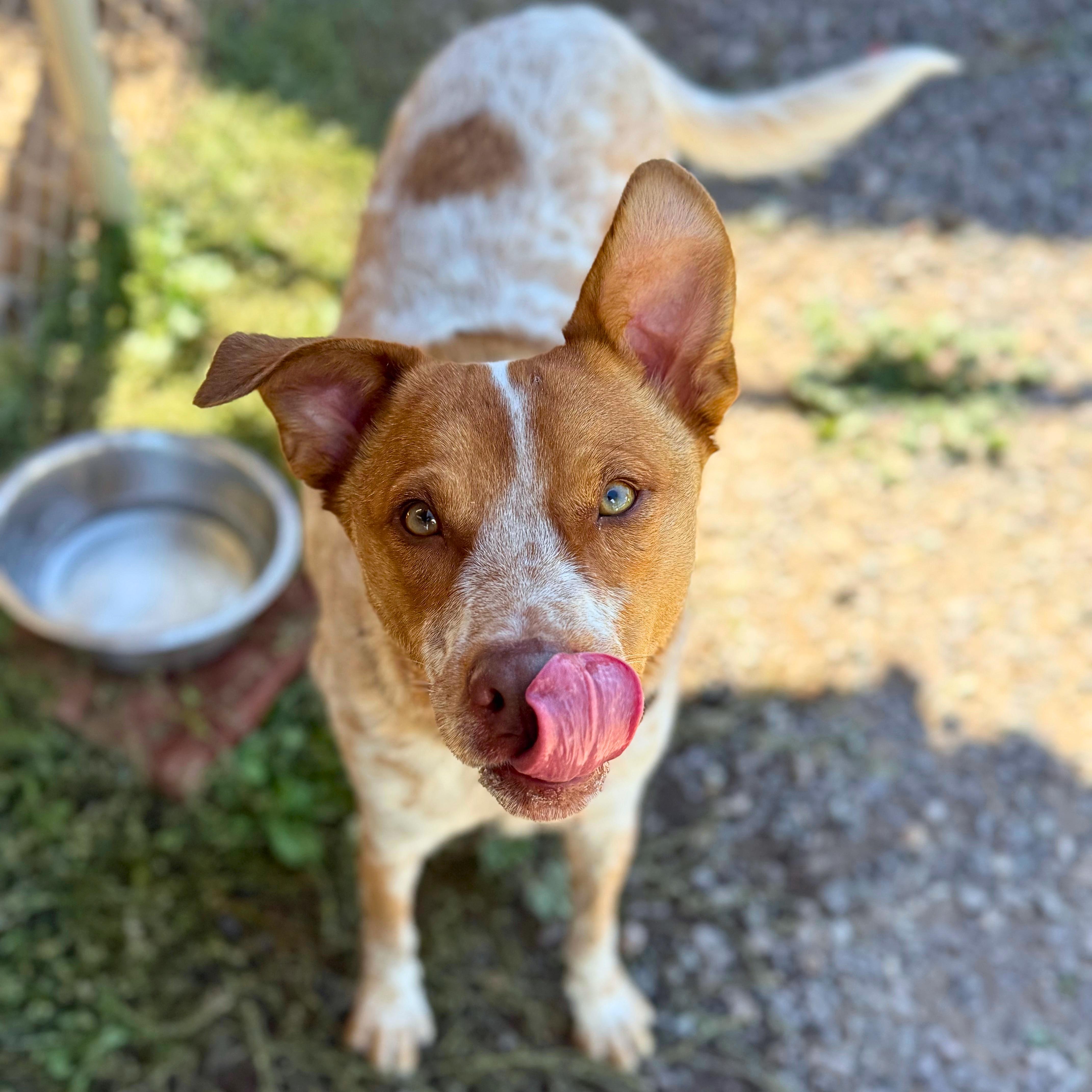 Riley, Adoptable, Young Male Australian Cattle Dog / Blue Heeler.