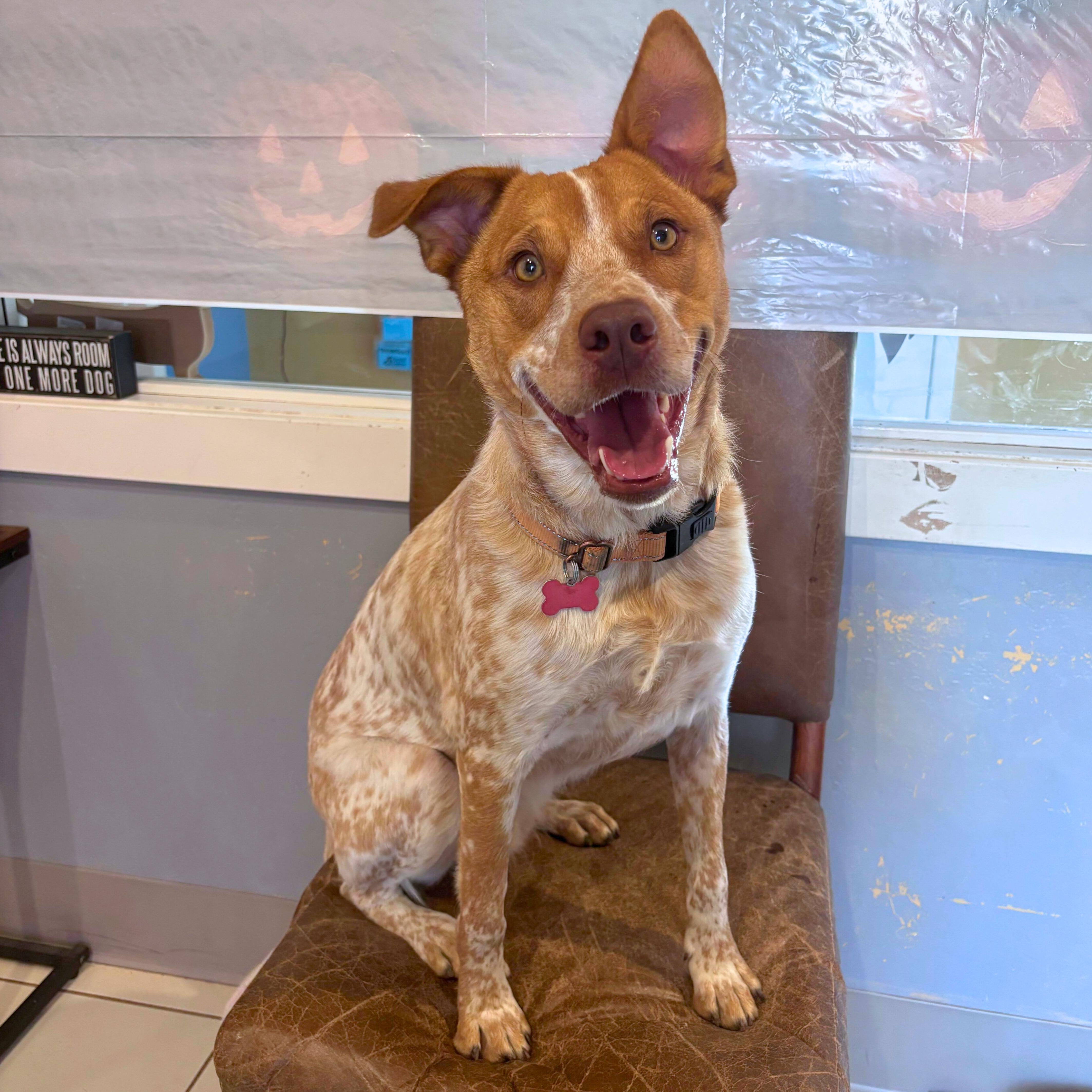 Enlarge Riley, a Adoptable mixed breed in Ridgway, CO image 4/6