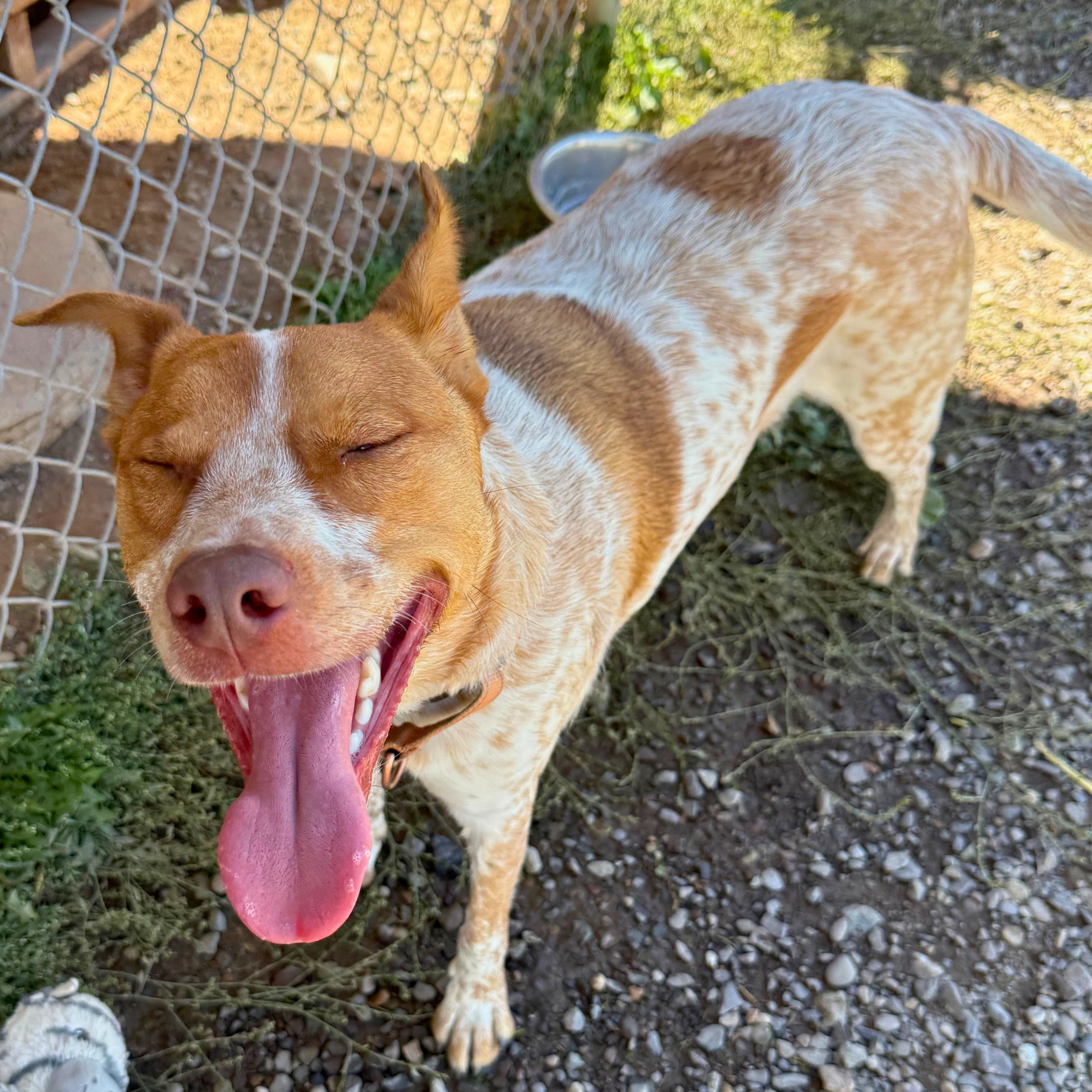 Enlarge Riley, a Adoptable mixed breed in Ridgway, CO image 3/6