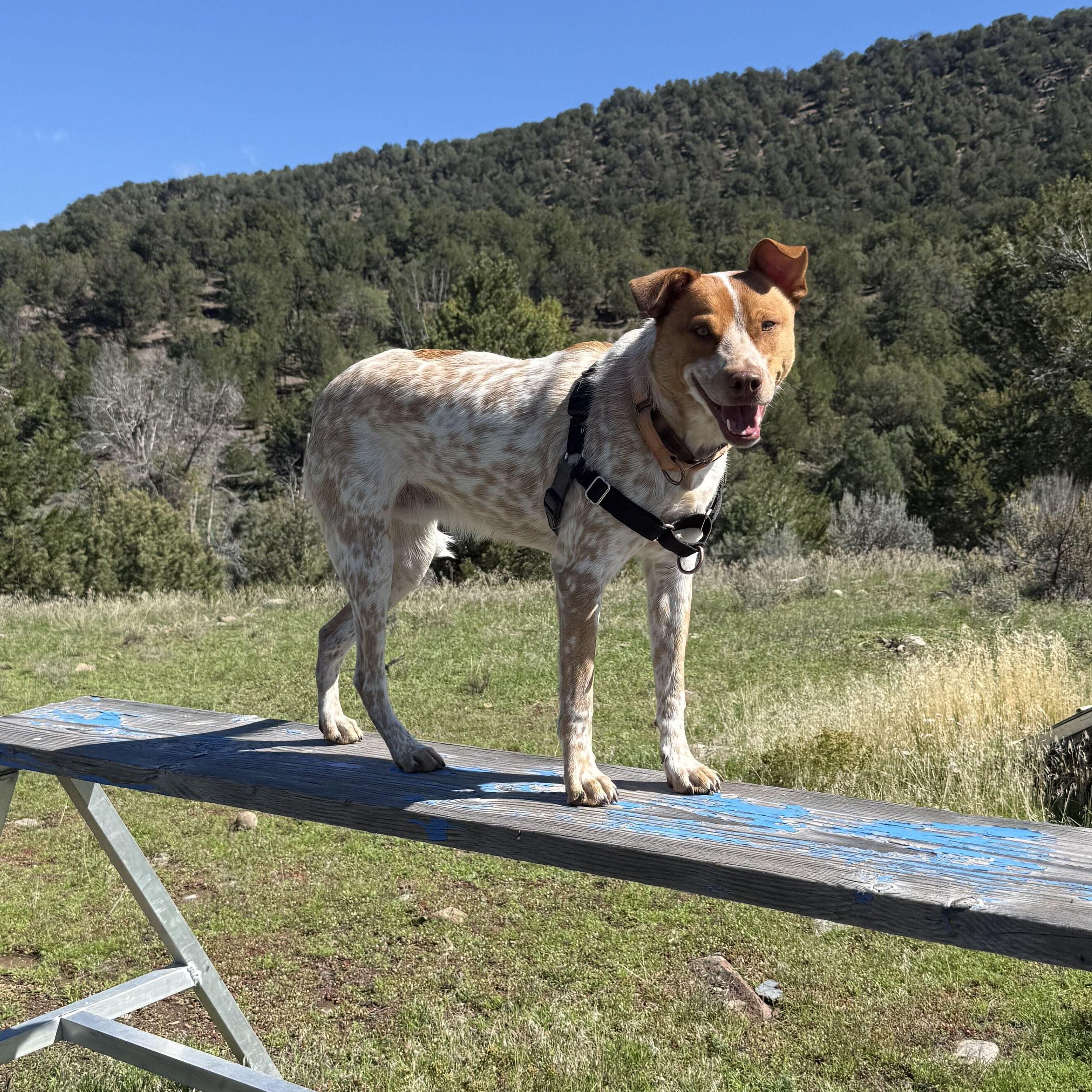 Enlarge Riley, a Adoptable mixed breed in Ridgway, CO image 5/6