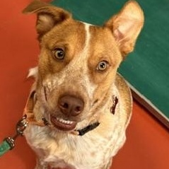 Enlarge Riley, a Adoptable mixed breed in Ridgway, CO image 1/1