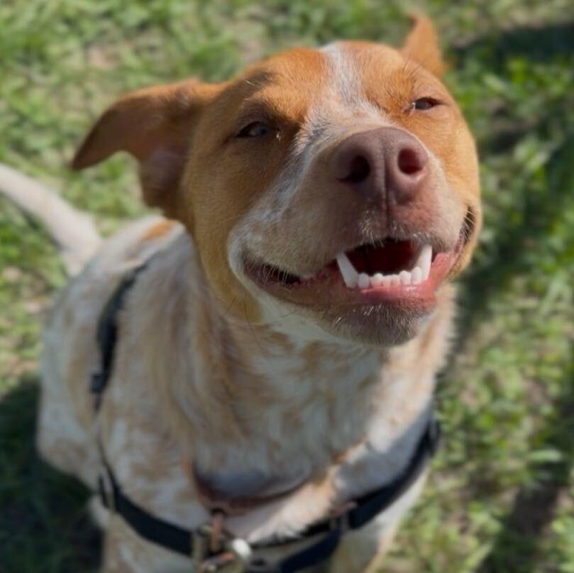 Enlarge Riley, a Adoptable mixed breed in Ridgway, CO image 2/6