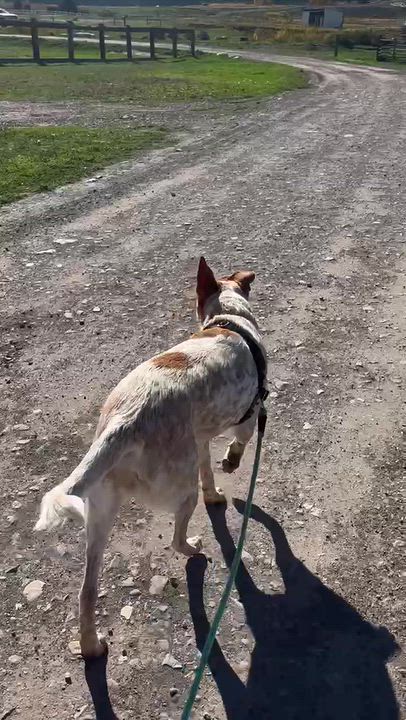 Enlarge Riley, a Adoptable mixed breed in Ridgway, CO video 6/6