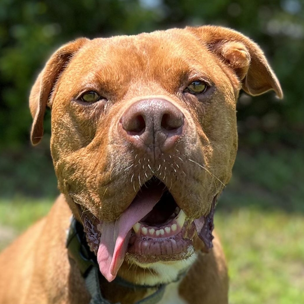 Enlarge CHEROKEE, a ADOPTABLE mixed breed in Ridgeland, SC image 1/6