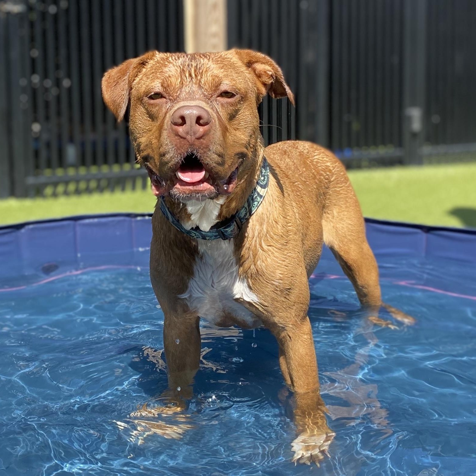 Enlarge CHEROKEE, a ADOPTABLE mixed breed in Ridgeland, SC image 3/6