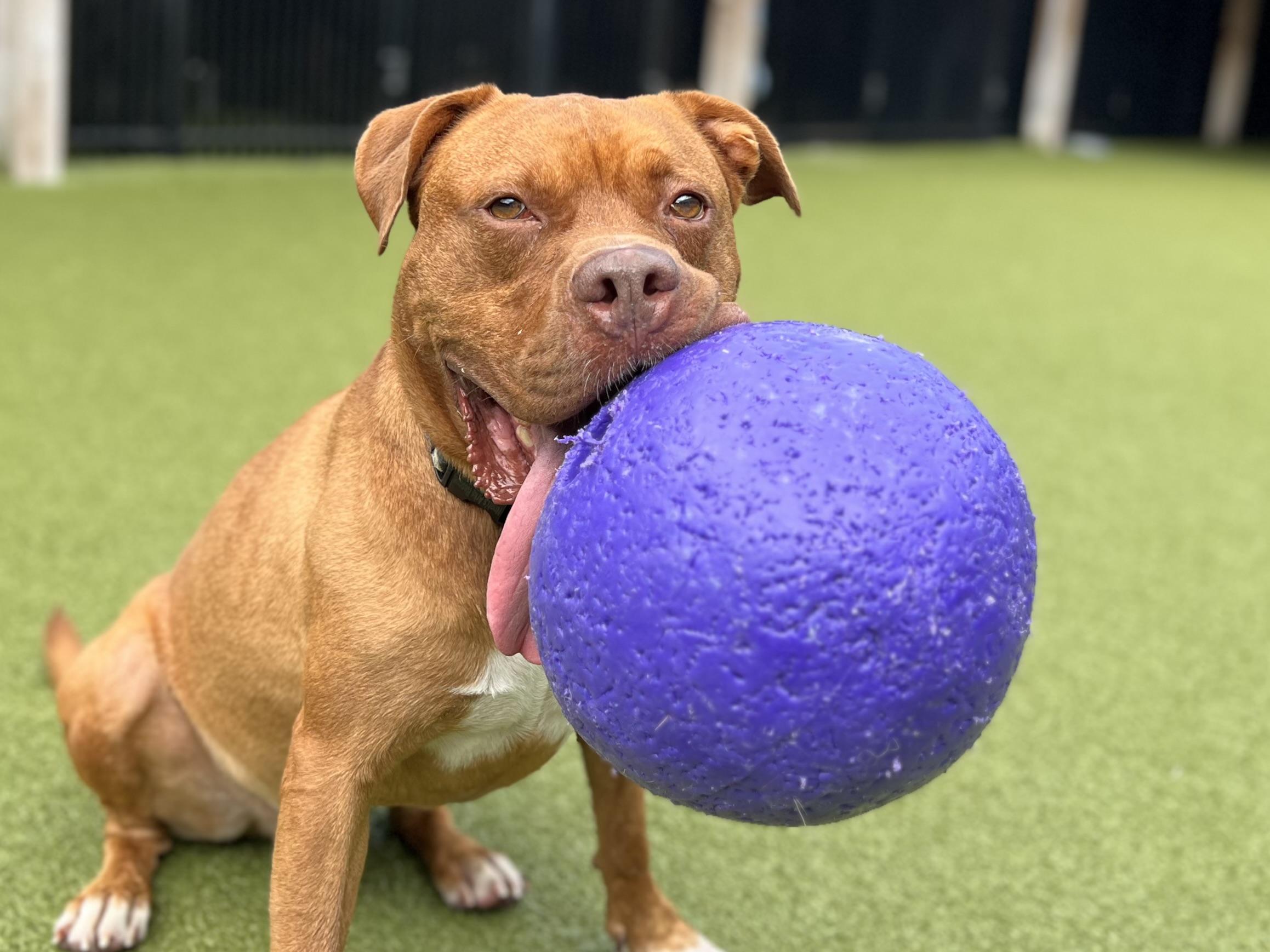 Enlarge CHEROKEE, a ADOPTABLE mixed breed in Ridgeland, SC image 4/6