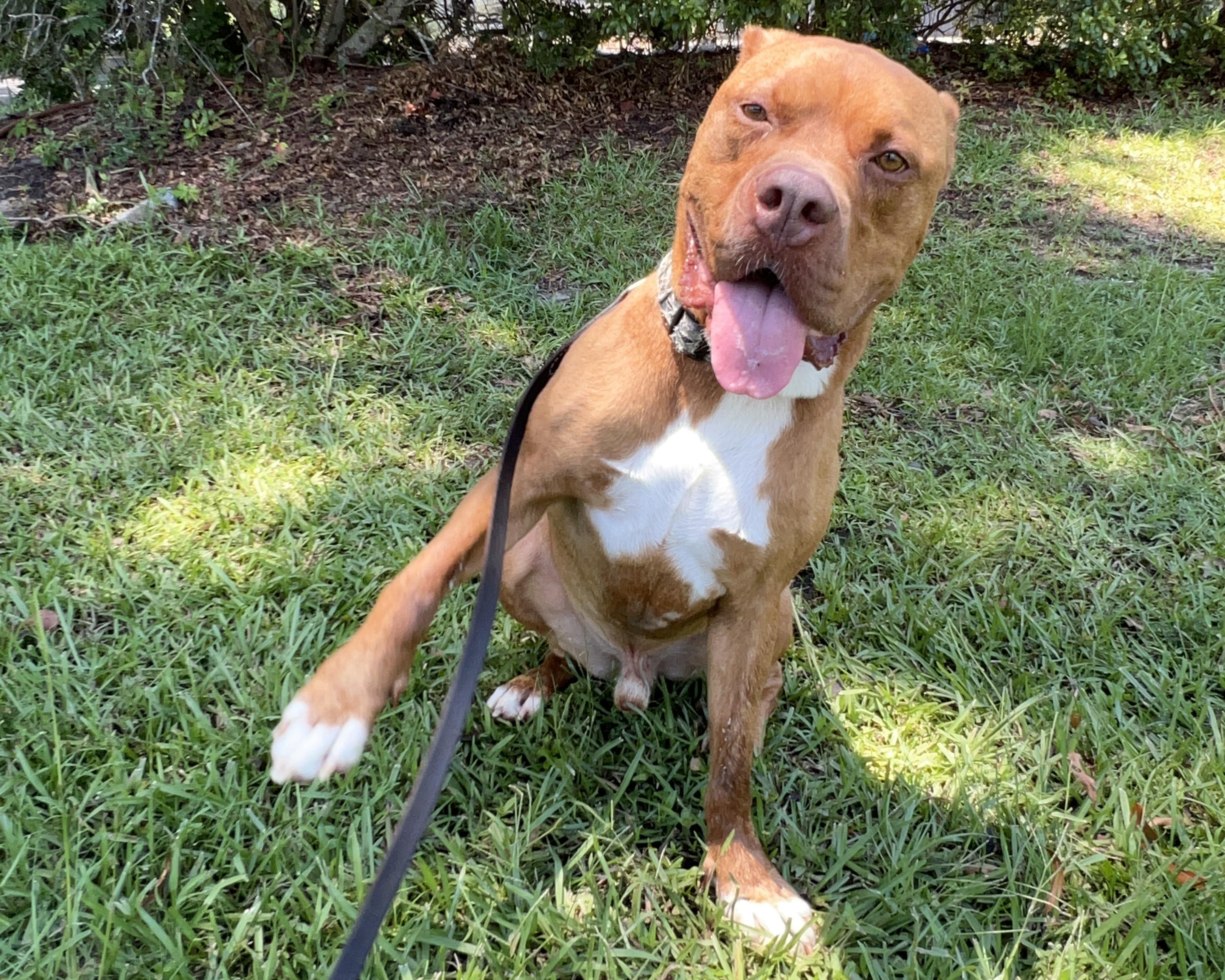 Enlarge CHEROKEE, a ADOPTABLE mixed breed in Ridgeland, SC image 6/6